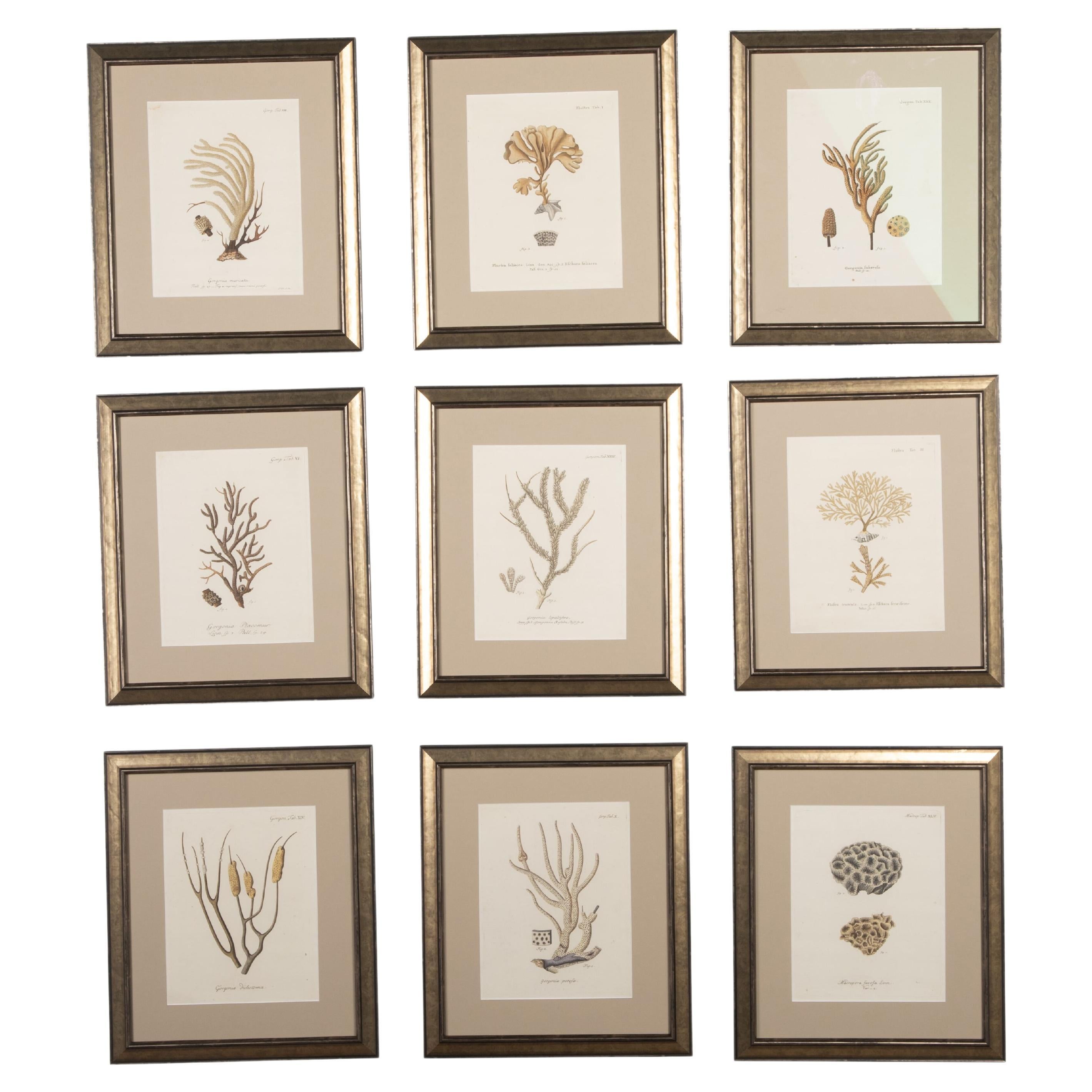 Collection of Nine 18th Century Coral Engravings For Sale