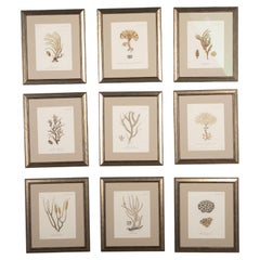 Collection of Nine 18th Century Coral Engravings