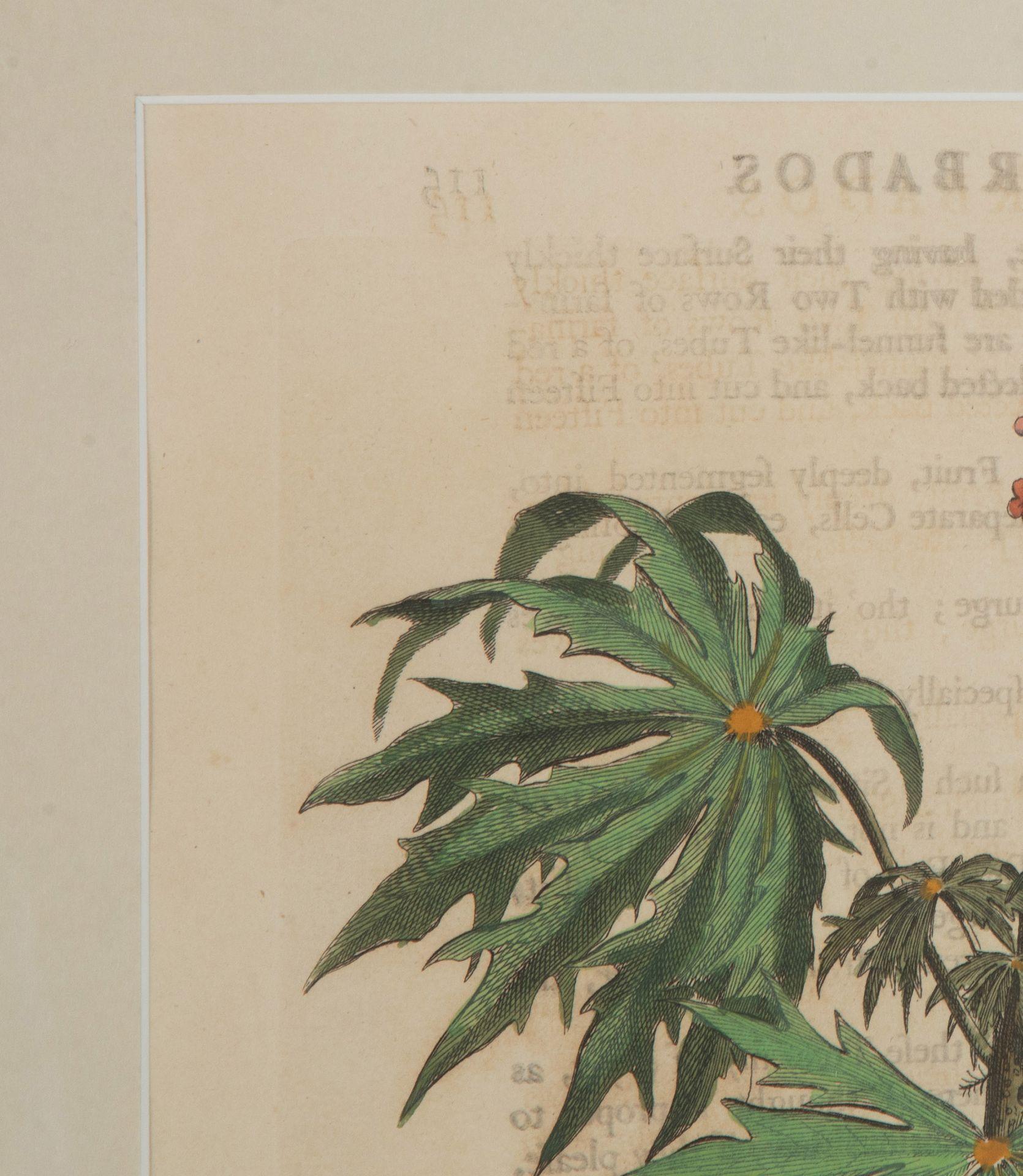 Colección de nueve grabados botánicos tropicales del siglo XVIII de Georg Dionysius en venta 4