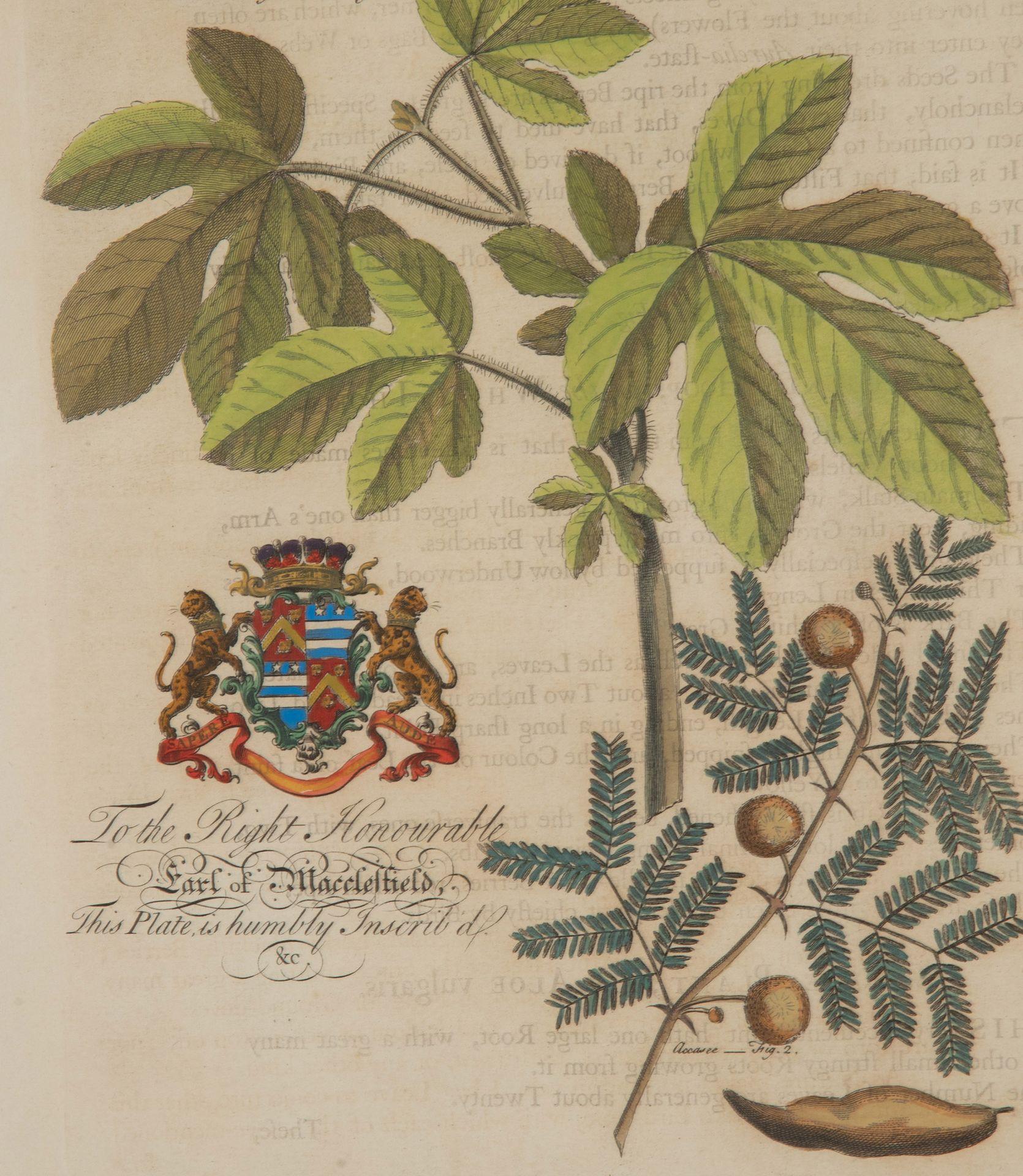 Colección de nueve grabados botánicos tropicales del siglo XVIII de Georg Dionysius en venta 5