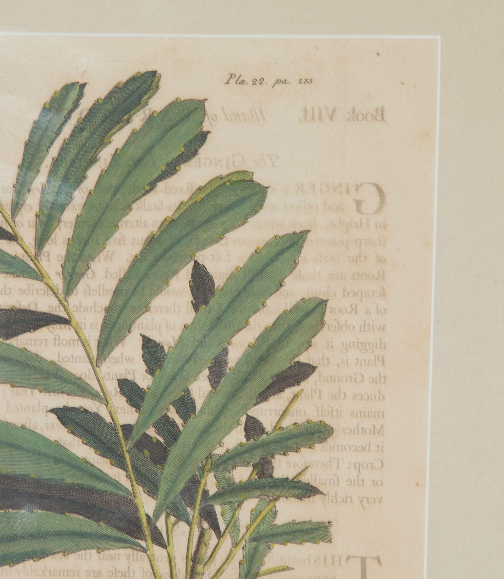 Colección de nueve grabados botánicos tropicales del siglo XVIII de Georg Dionysius en venta 6