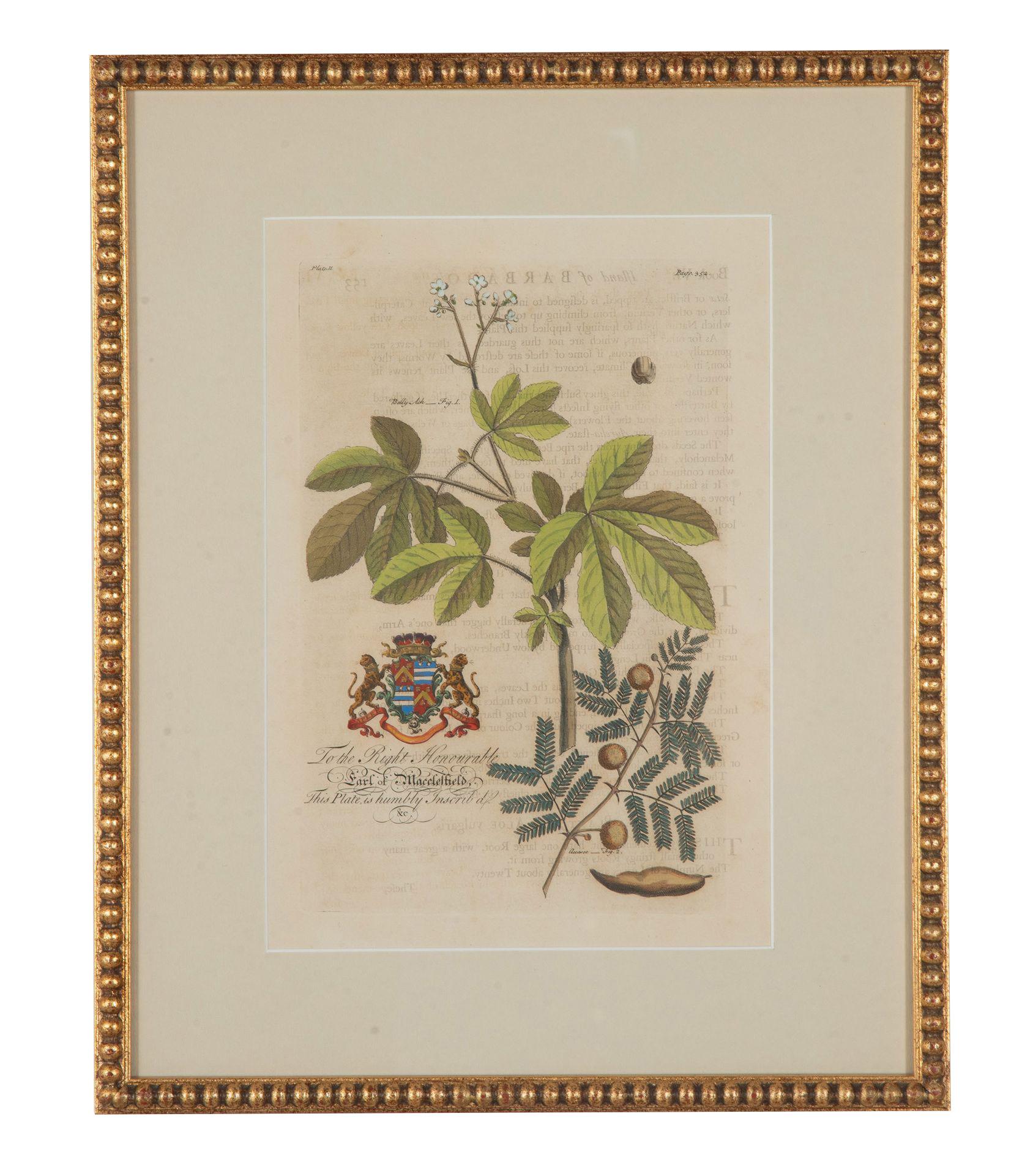 Colección de nueve grabados botánicos tropicales del siglo XVIII, obra de Georg Dionysius Ehret.
Grabados coloreados a mano que representan la flora local de Barbados. Cada una de ellas está dedicada a una persona destacada con una elaborada