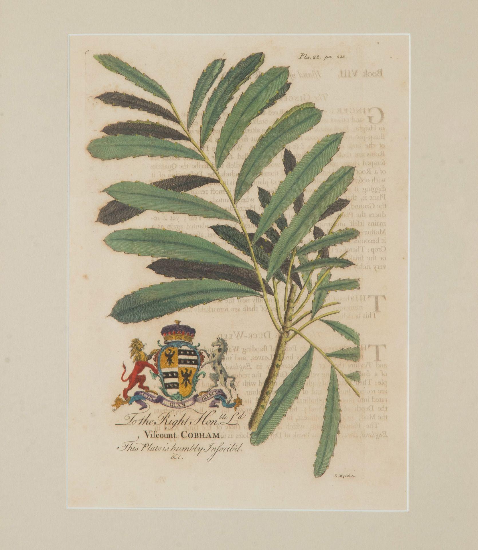 Colección de nueve grabados botánicos tropicales del siglo XVIII de Georg Dionysius Alemán en venta