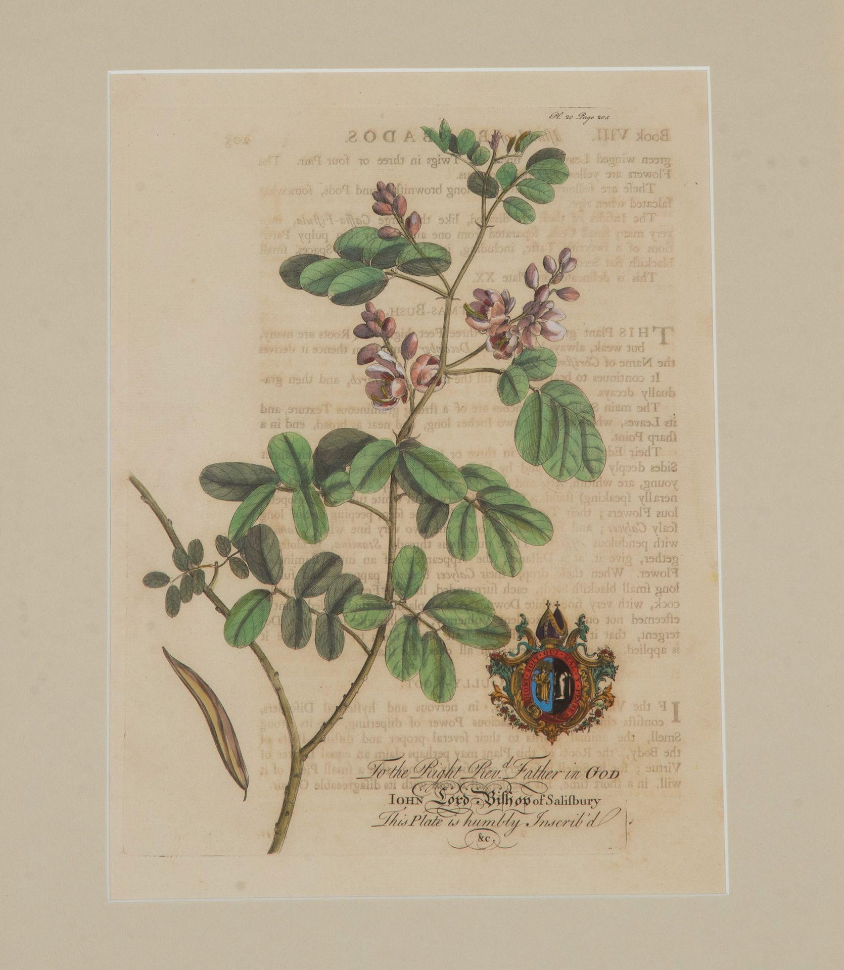 Colección de nueve grabados botánicos tropicales del siglo XVIII de Georg Dionysius siglo XVIII y antes en venta