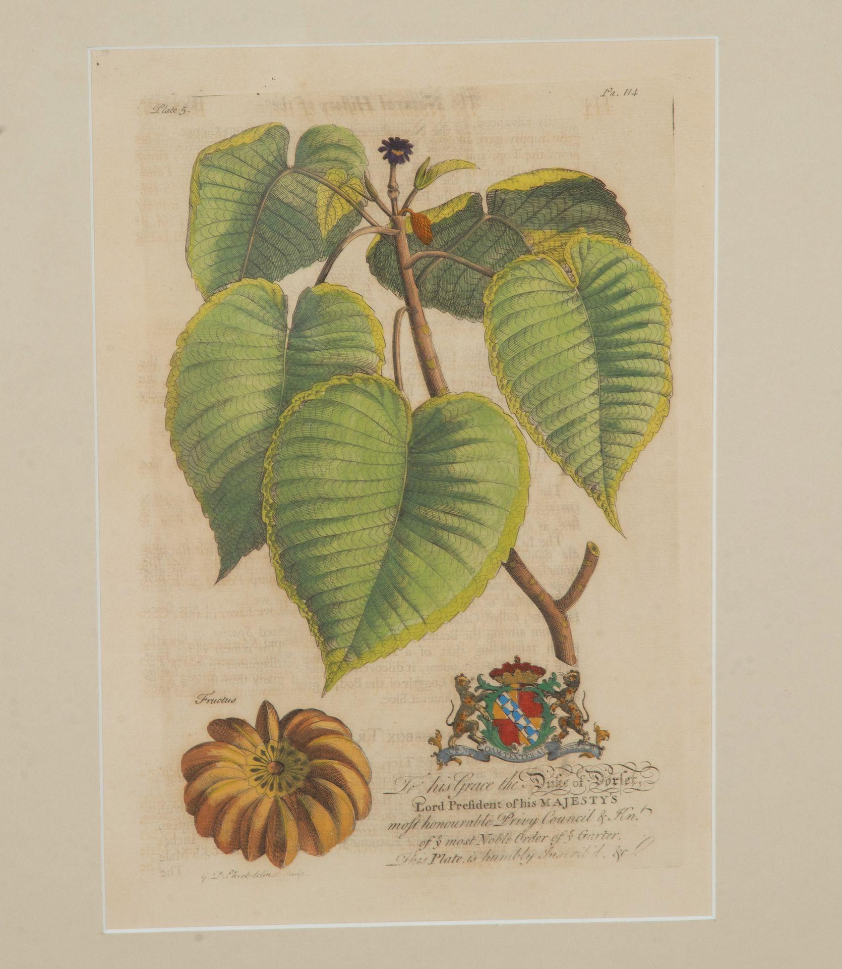 Colección de nueve grabados botánicos tropicales del siglo XVIII de Georg Dionysius Papel en venta