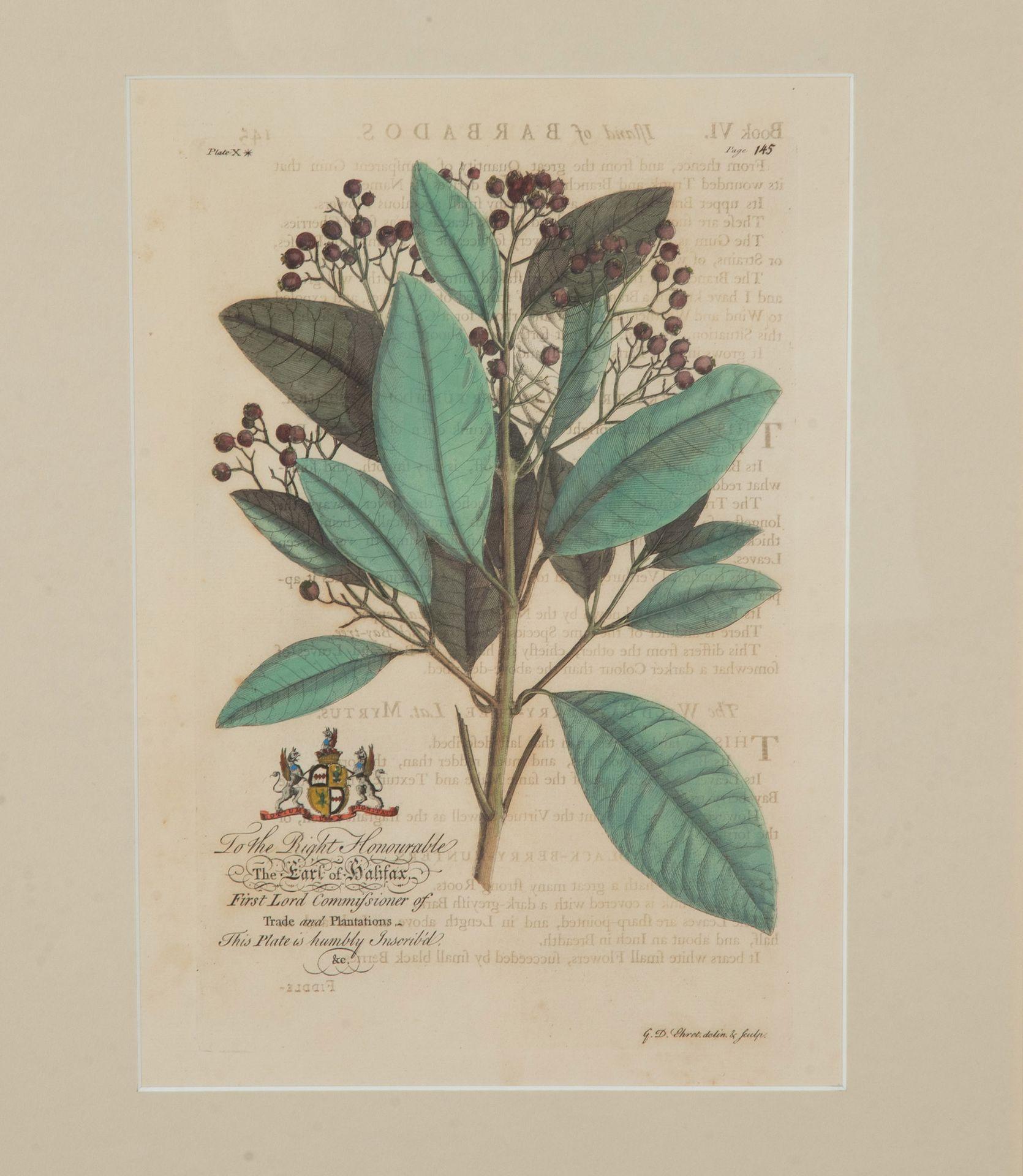 Colección de nueve grabados botánicos tropicales del siglo XVIII de Georg Dionysius en venta 1