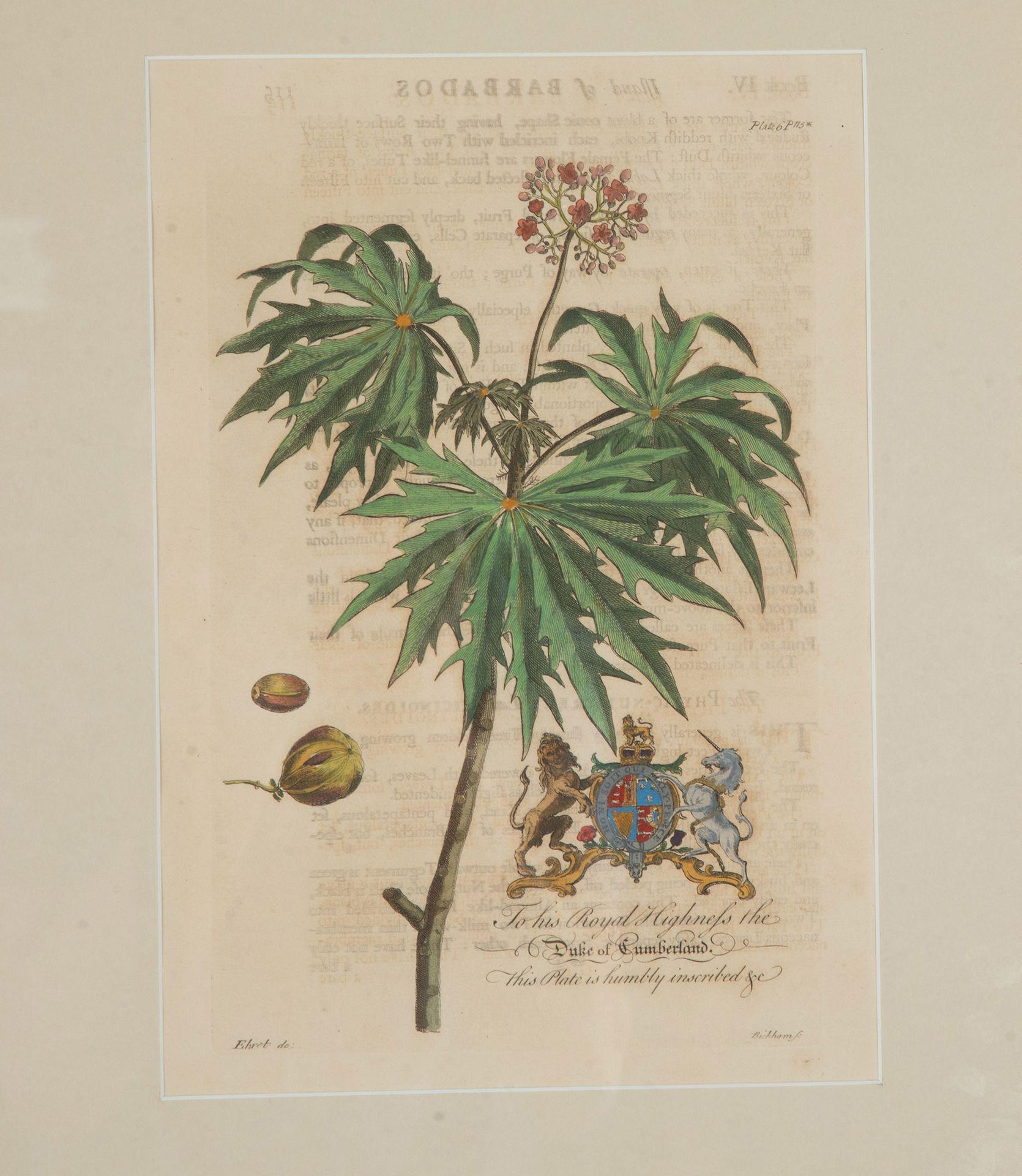 Colección de nueve grabados botánicos tropicales del siglo XVIII de Georg Dionysius en venta 3