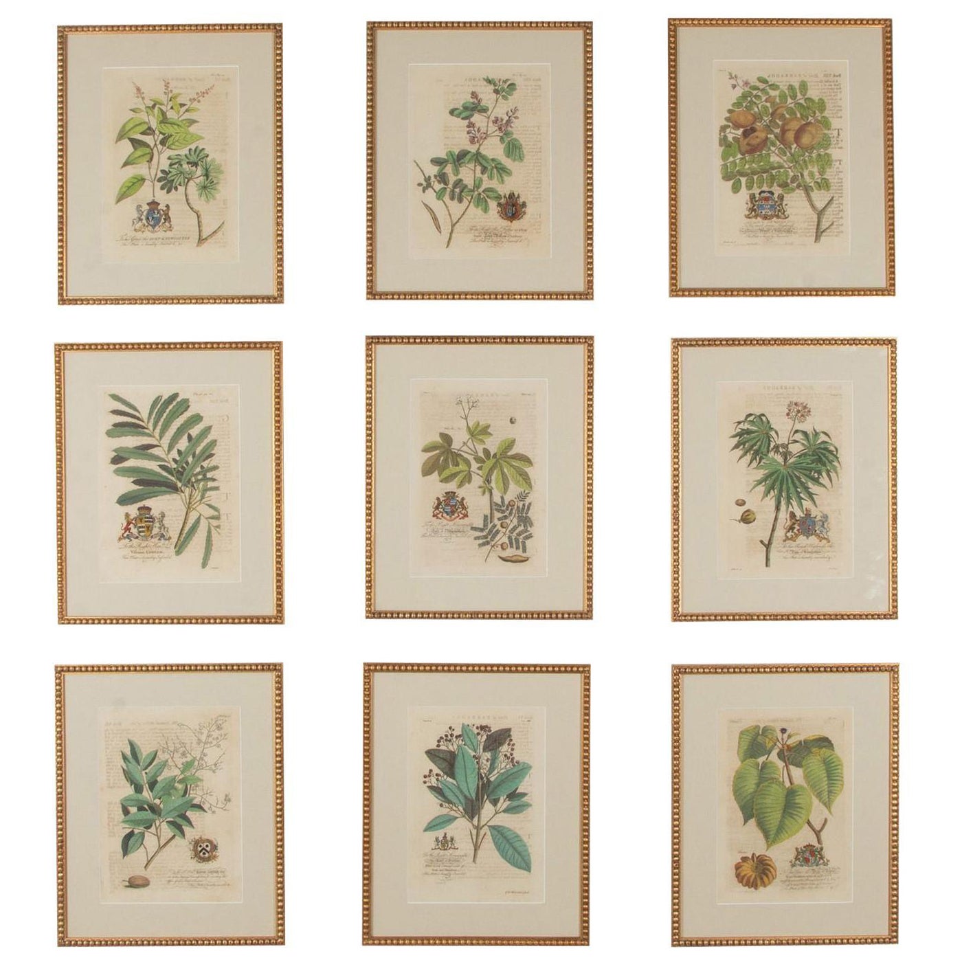 Collection of Nine 18th Century Tropical Botanical Engravings by Georg Dionysius