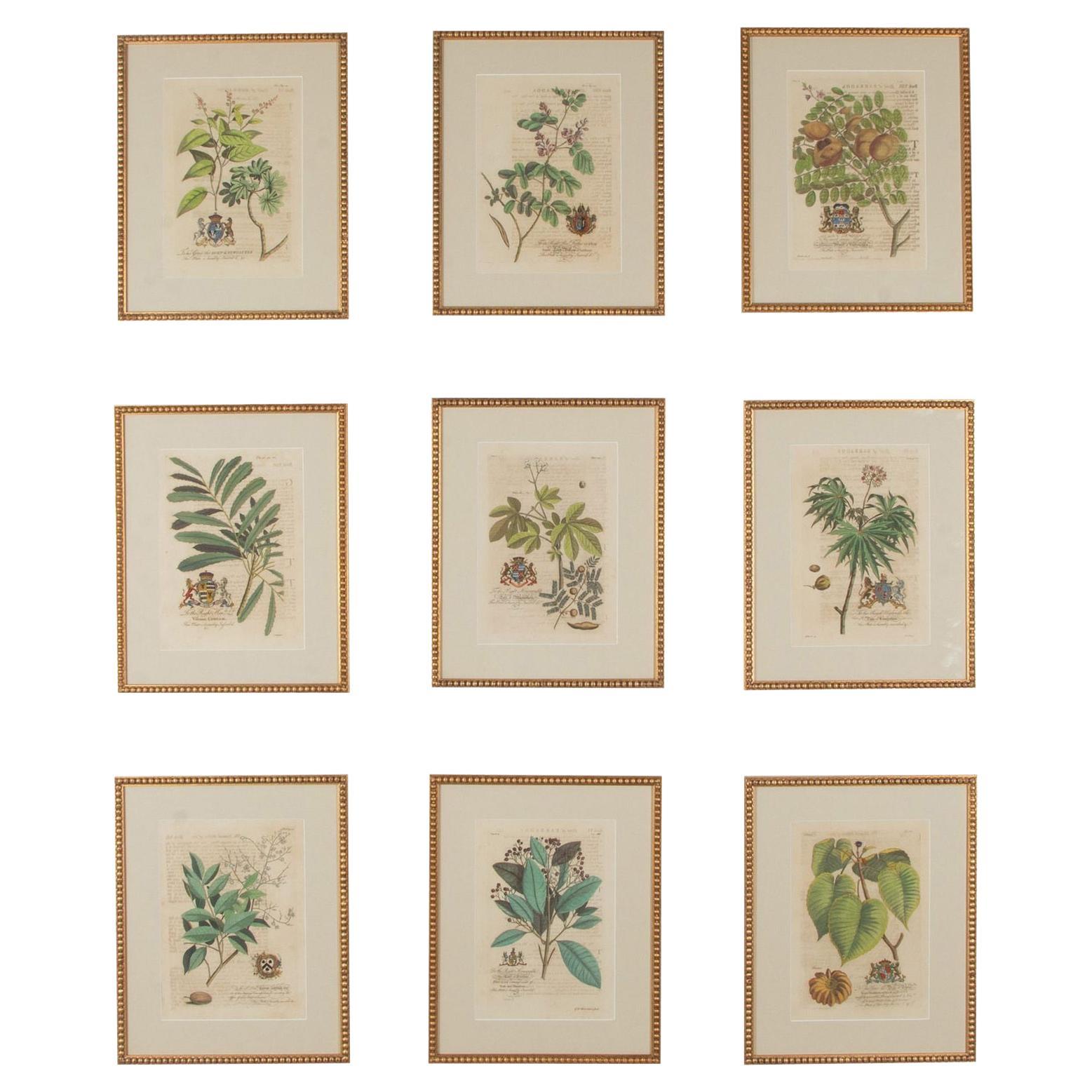 Colección de nueve grabados botánicos tropicales del siglo XVIII de Georg Dionysius en venta