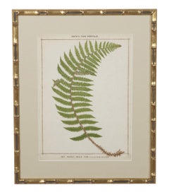Collection of Nine 19th Century Life Size Ferns by Francis George Heath