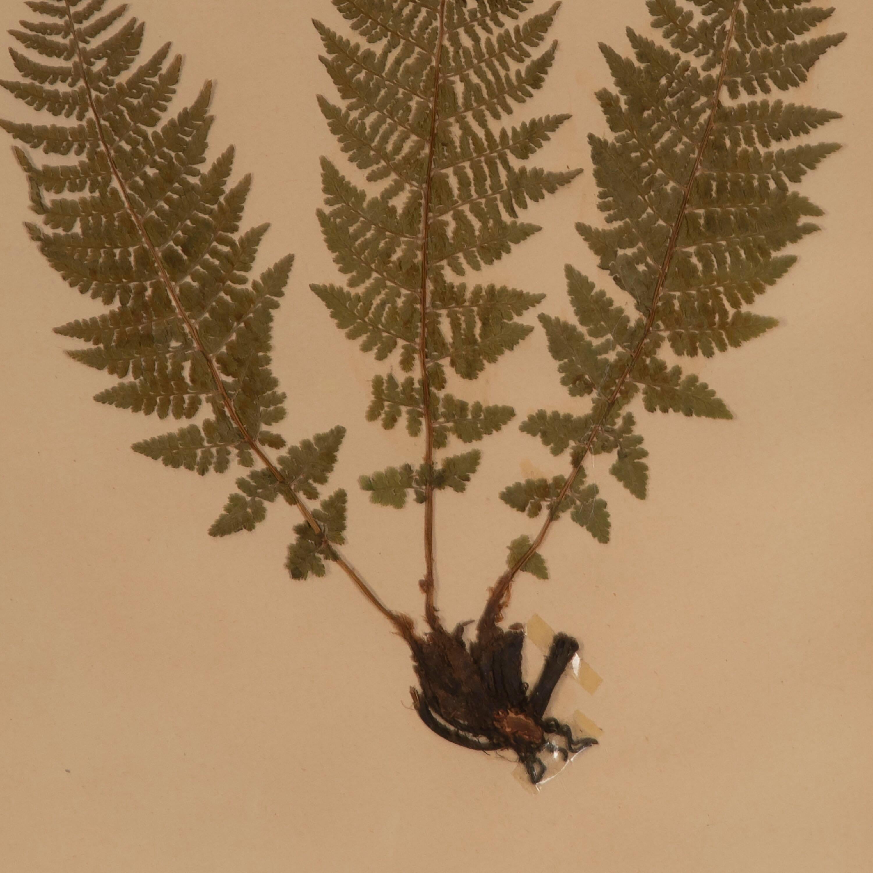 Fine collection of 19th century herbarium of various ferns. They have been mounted and framed in wooden faux bamboo made in Italy, and tru vu glass that affords some protection.
