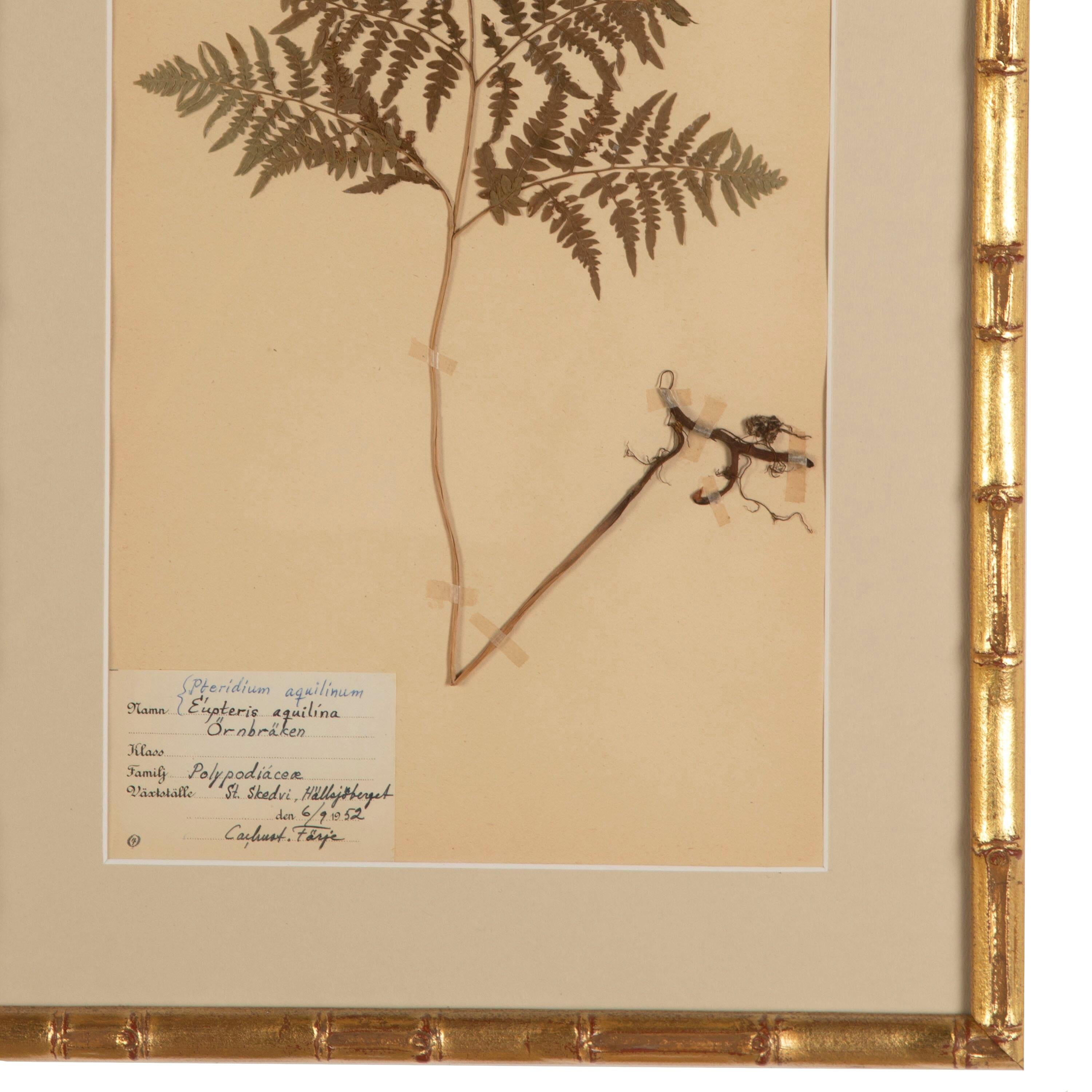 Collection of Nine 19th Century Swedish Herbarium Ferns In Good Condition In Tetbury, Gloucestershire