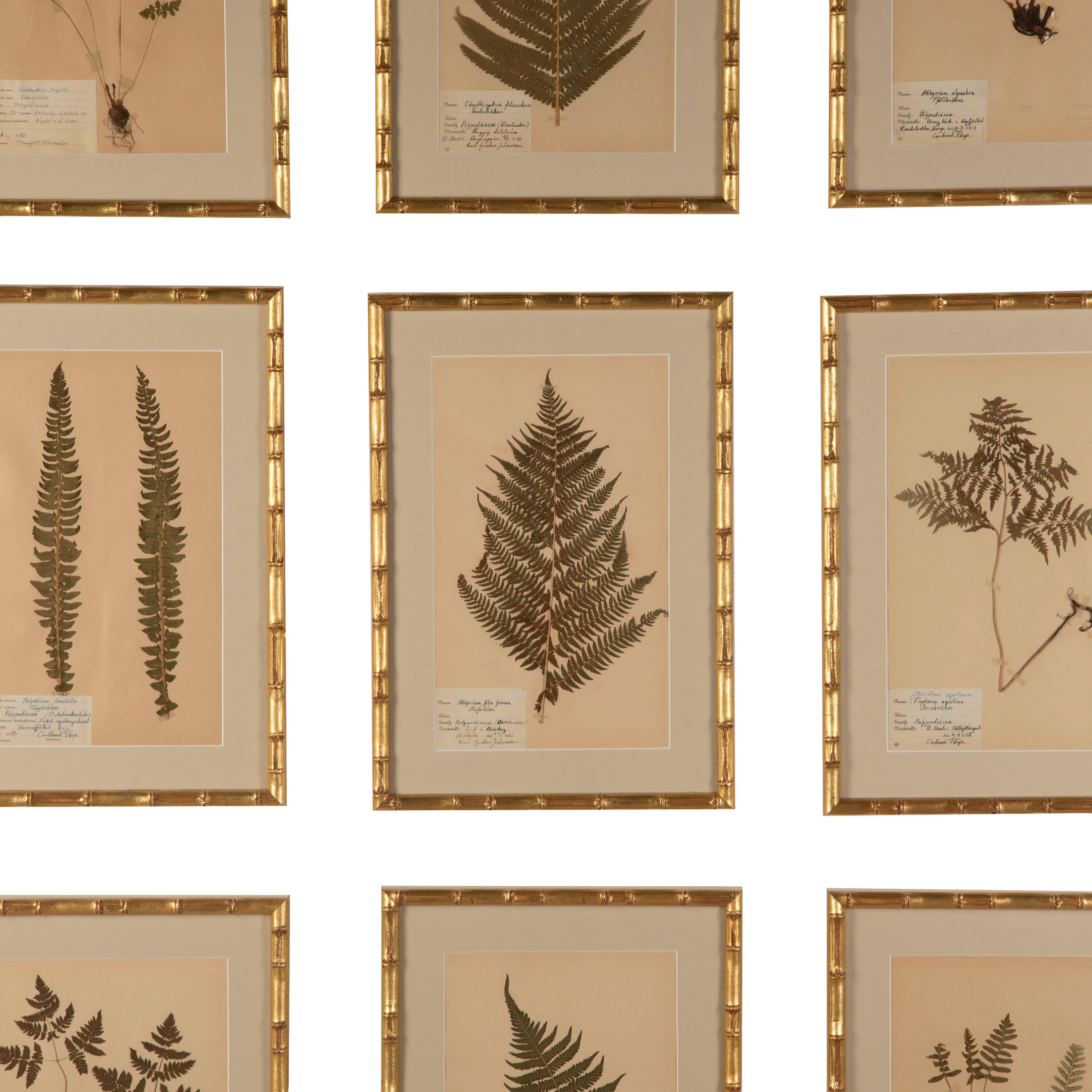 Paper Collection of Nine 19th Century Swedish Herbarium Ferns