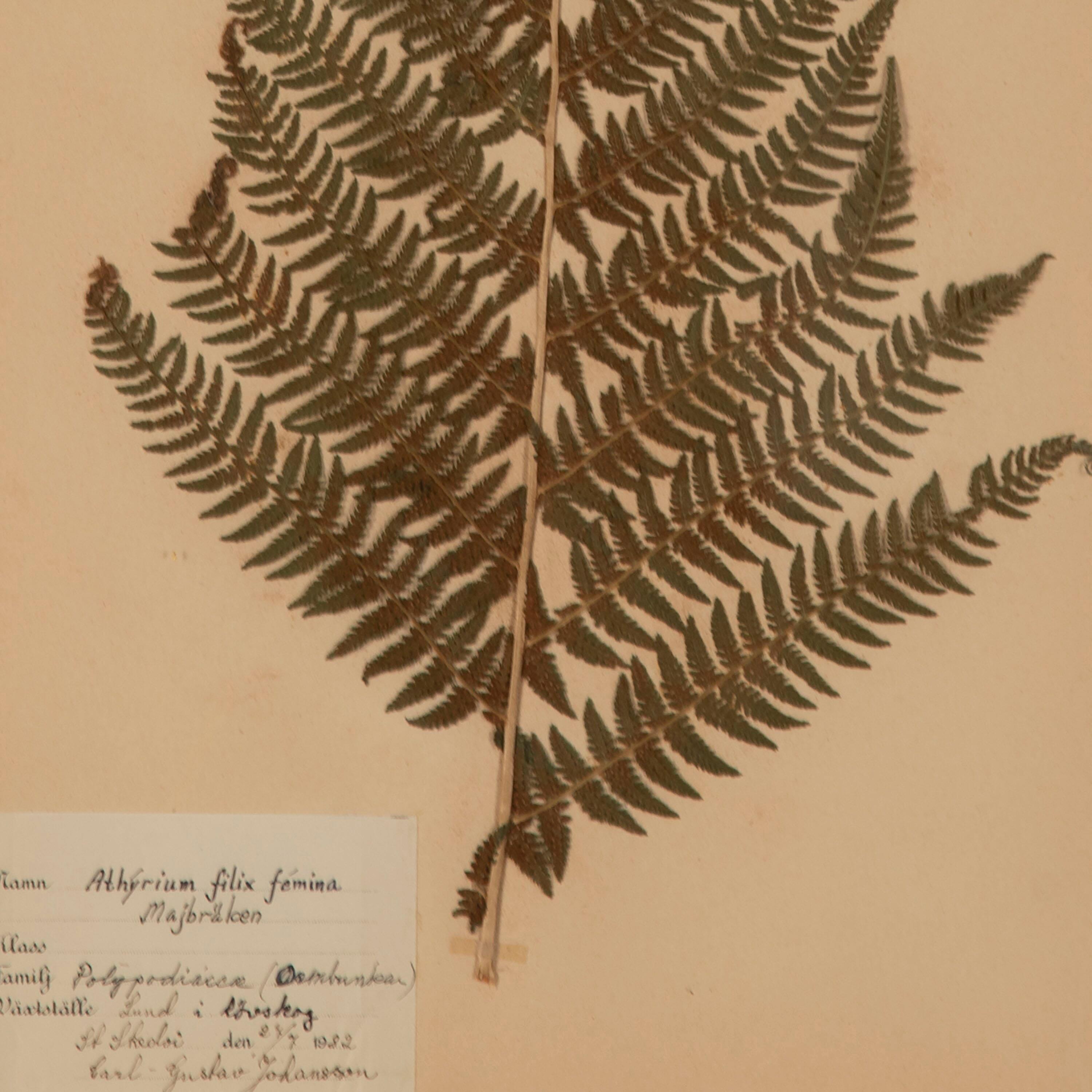 Collection of Nine 19th Century Swedish Herbarium Ferns 1