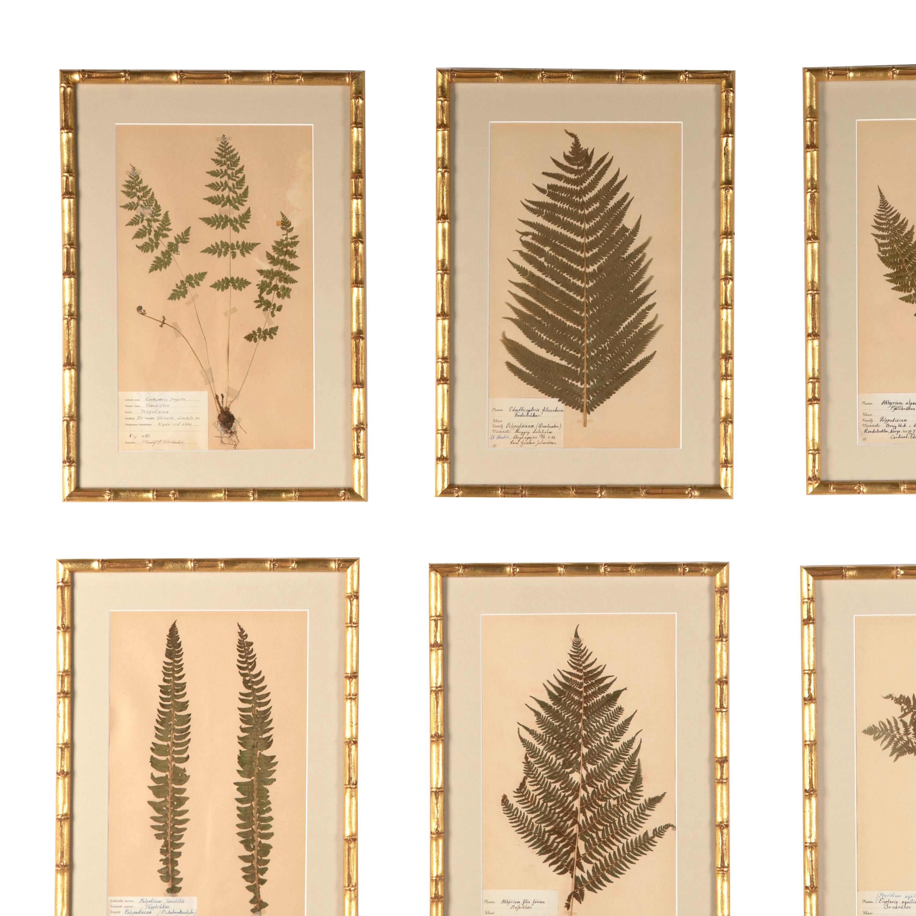 Collection of Nine 19th Century Swedish Herbarium Ferns 2