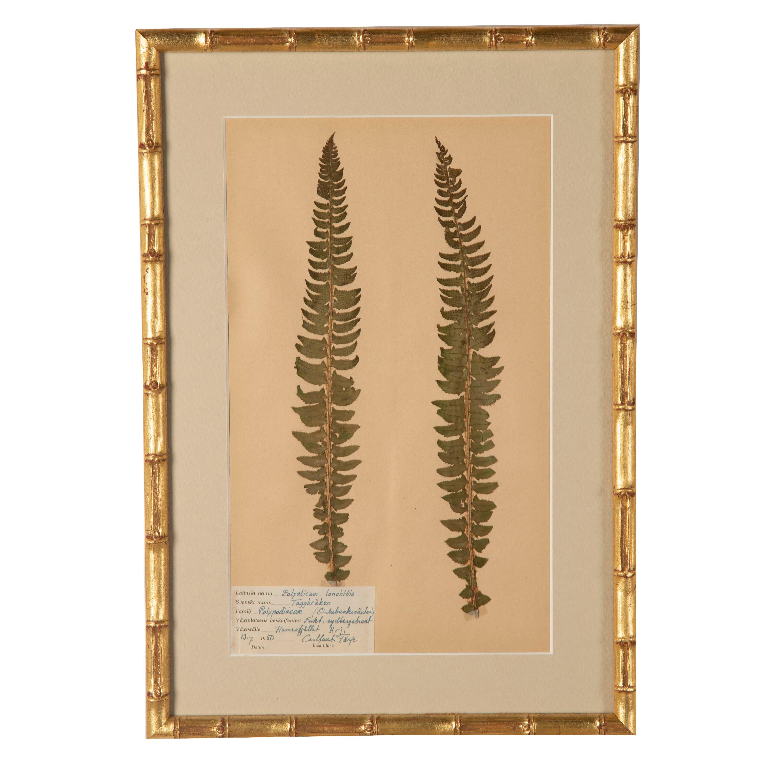 Collection of Nine 19th Century Swedish Herbarium Ferns 3