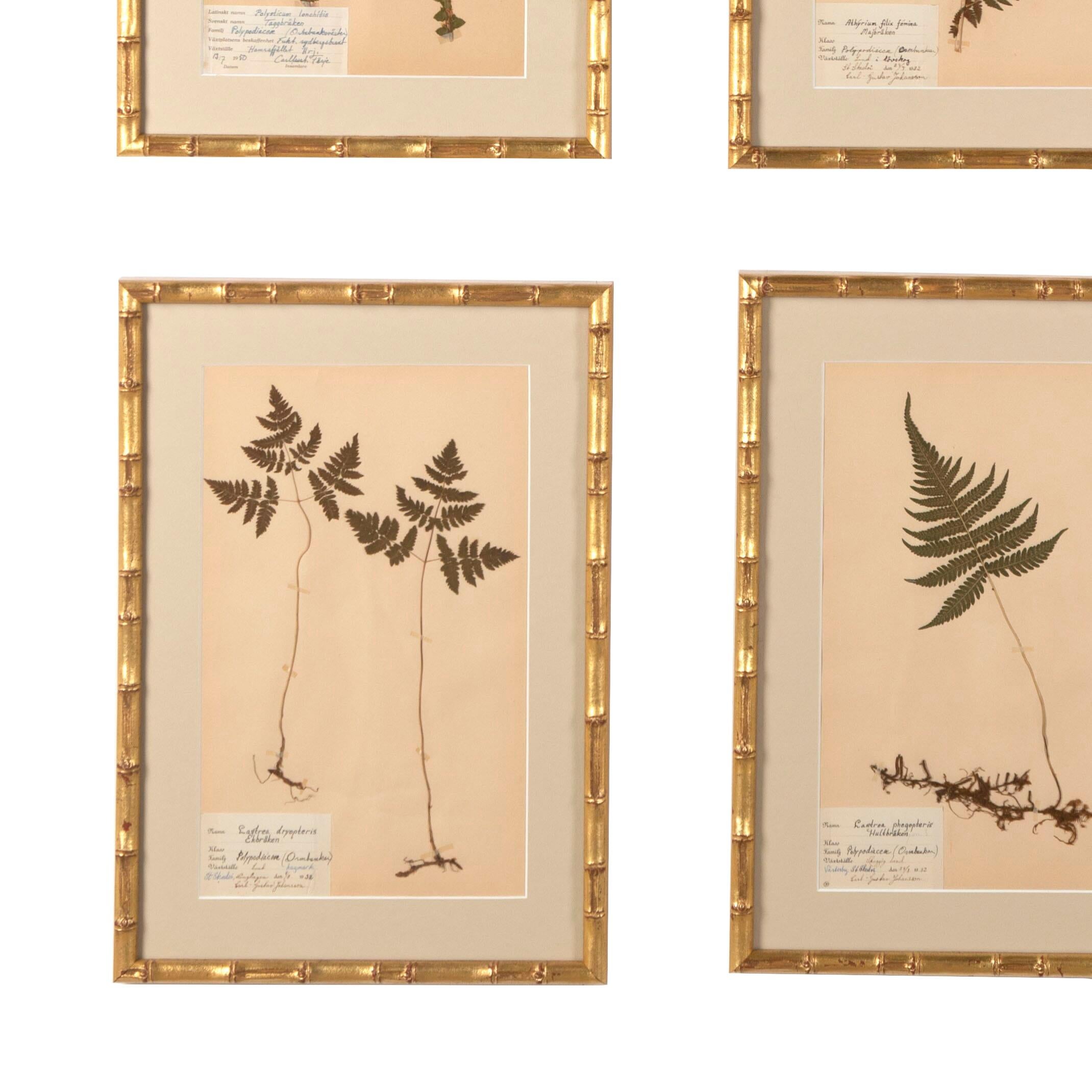 Collection of Nine 19th Century Swedish Herbarium Ferns 4
