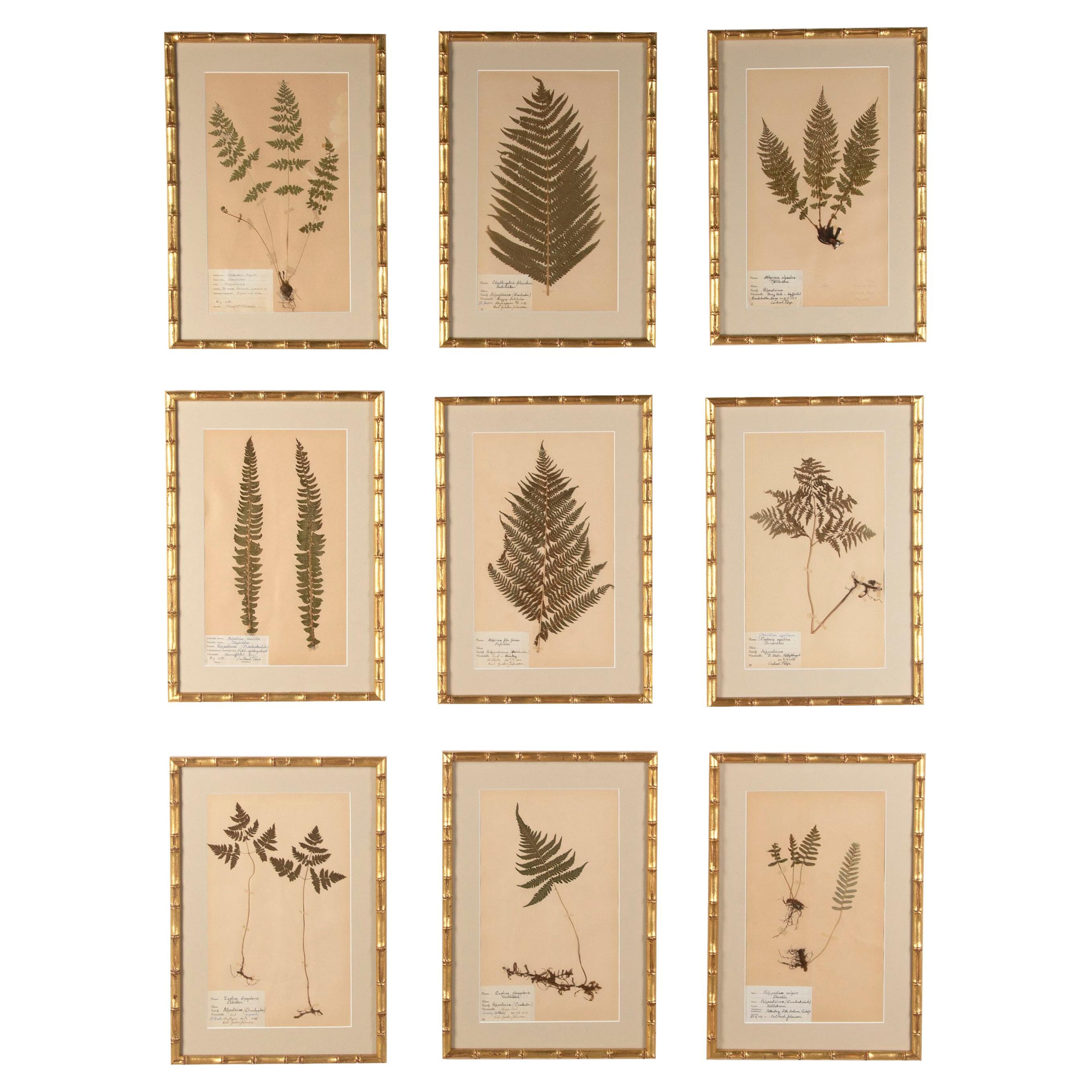 Collection of Nine 19th Century Swedish Herbarium Ferns