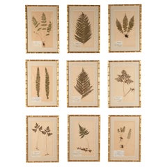 Antique Collection of Nine 19th Century Swedish Herbarium Ferns