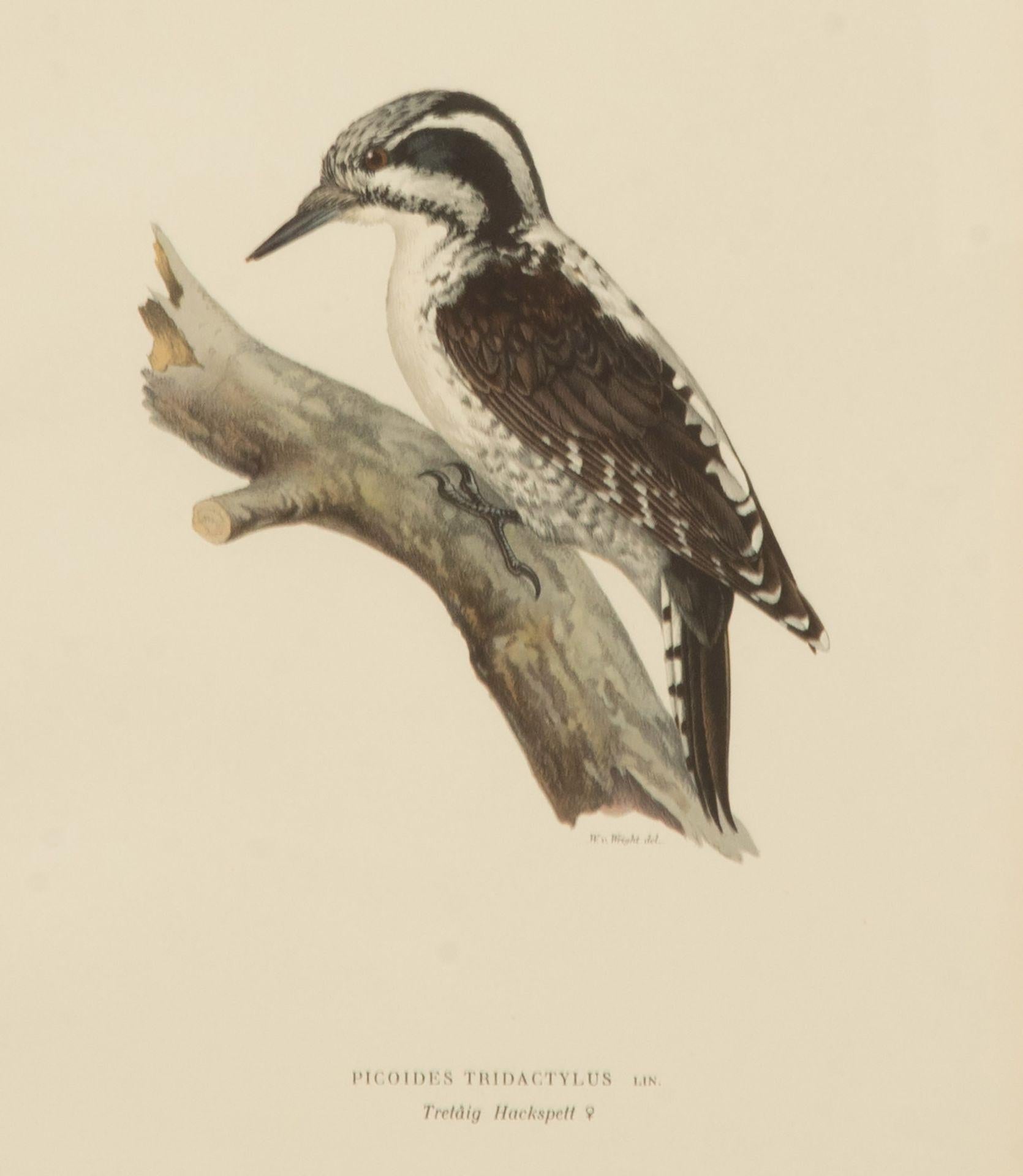 Colección de nueve grabados suecos del siglo XX de cucos.
Los patos Von Wright son obra de los artistas finlandeses Magnus von Wright (1805 - 1868) y Wilhelm von Wright (1810 - 1887), muy conocidos en el siglo XIX como artistas y ornitólogos.