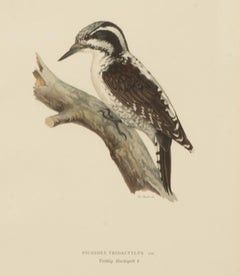 Collection of Nine 20th Century Engravings of Cuckoos by Magnus and Wilhelm von