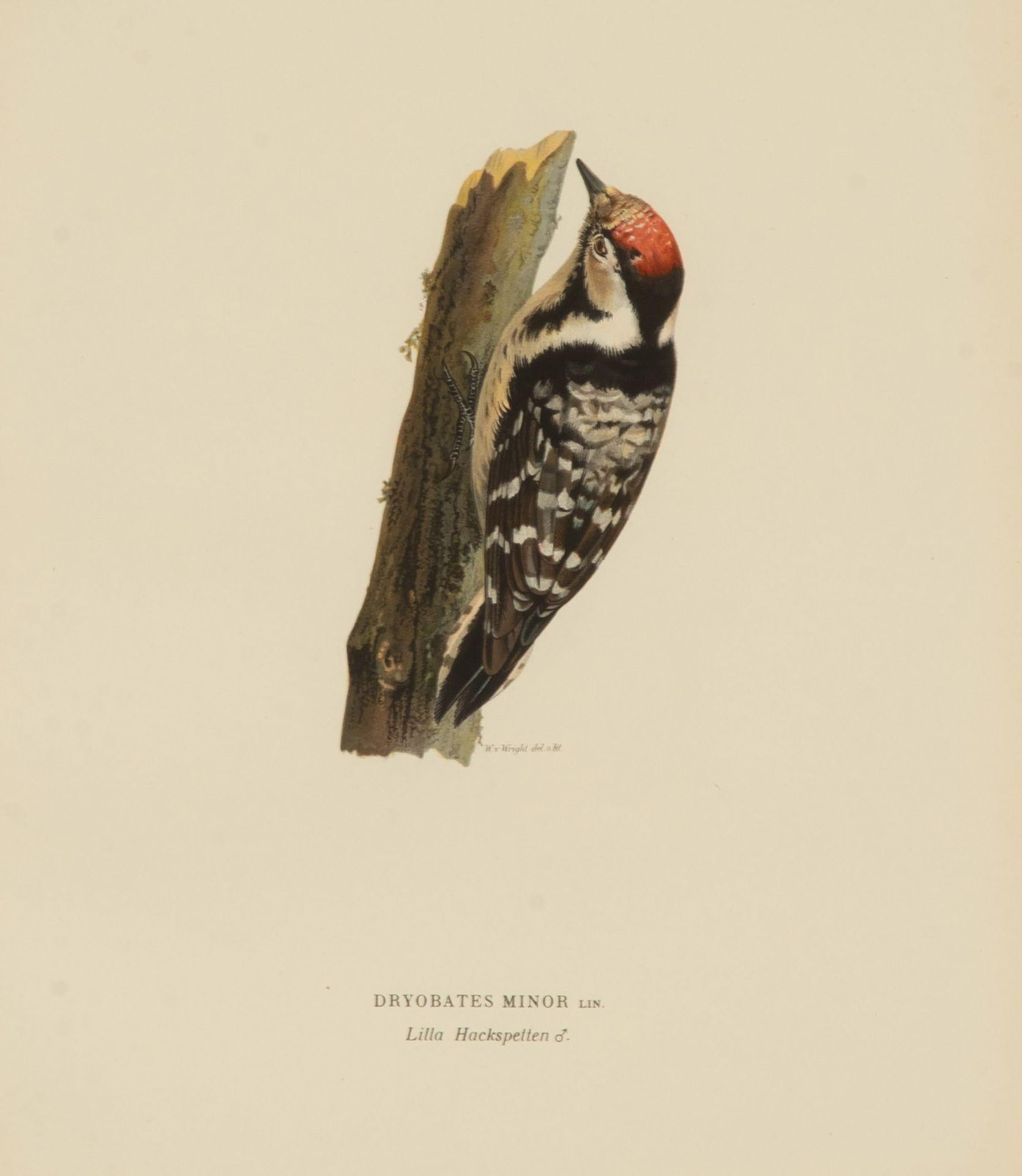 Colección de nueve grabados del siglo XX de cucos de Magnus y Wilhelm von en Bueno estado para la venta en Tetbury, Gloucestershire