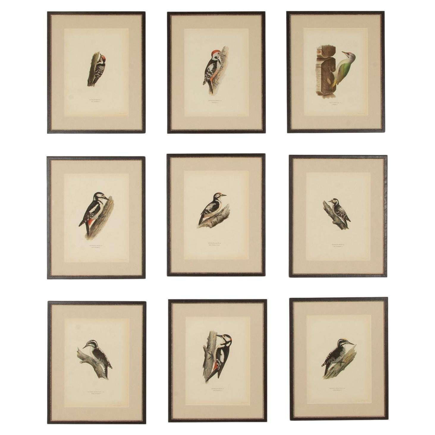 Colección de nueve grabados del siglo XX de cucos de Magnus y Wilhelm von