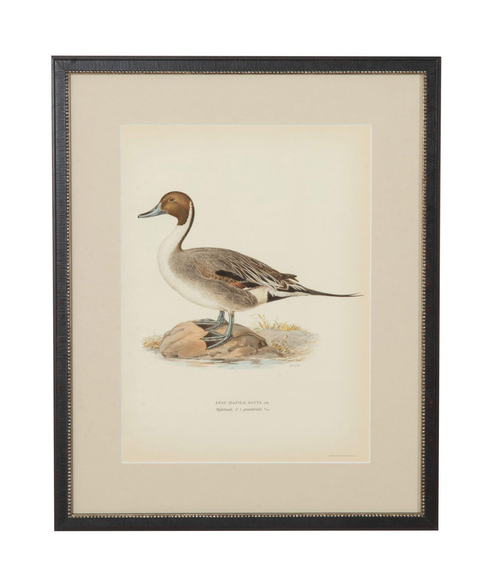Colección de nueve grabados suecos de patos del siglo XX.
Los patos Von Wright son obra de los artistas finlandeses Magnus von Wright (1805 - 1868) y Wilhelm von Wright (1810 - 1887), muy conocidos en el siglo XIX como artistas y ornitólogos.