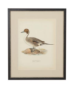Collection of Nine 20th Century Engravings of Ducks by Magnus and Wilhelm von Wr