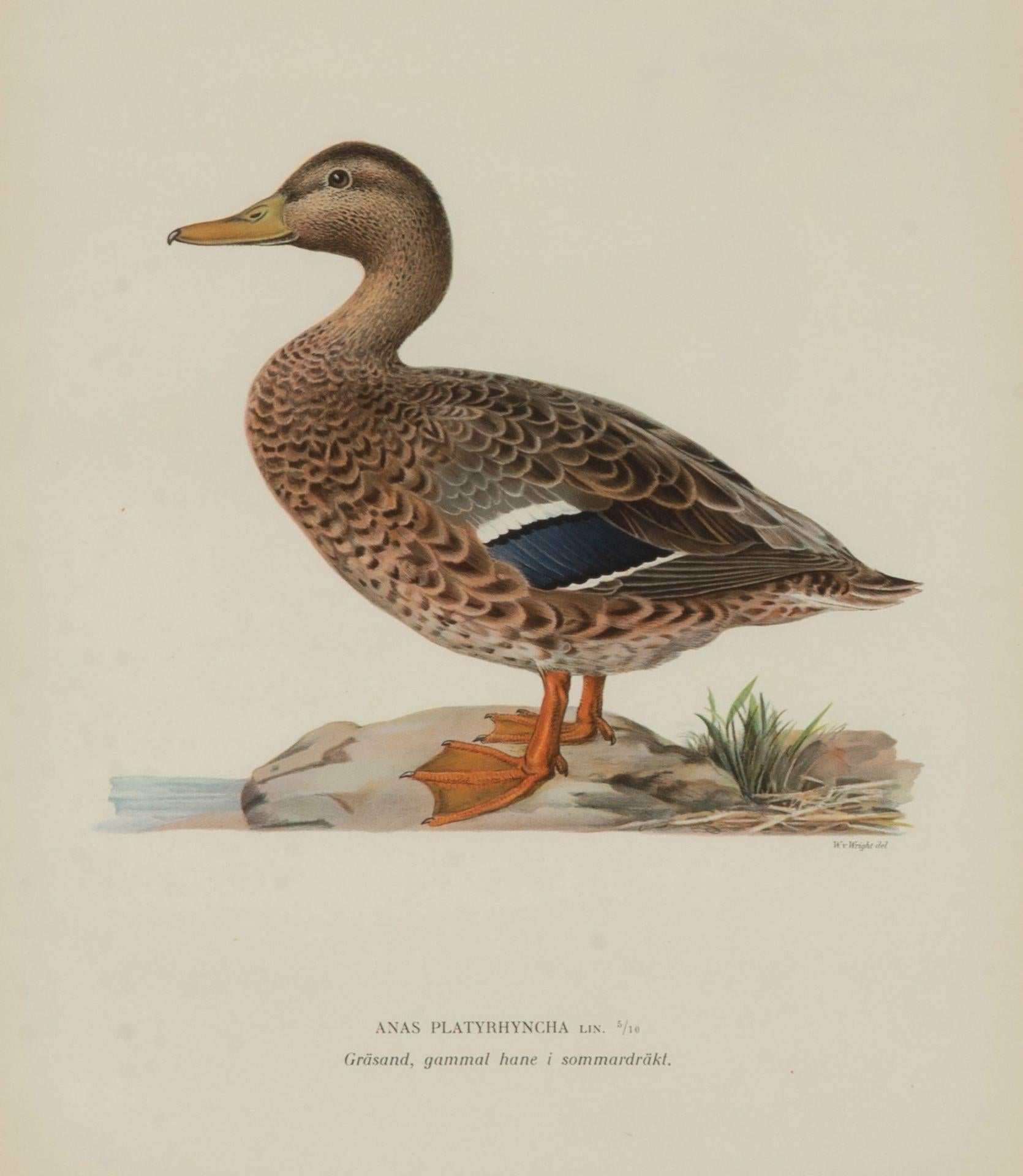Colección de nueve grabados de patos del siglo XX de Magnus y Wilhelm von Wr en Bueno estado para la venta en Tetbury, Gloucestershire