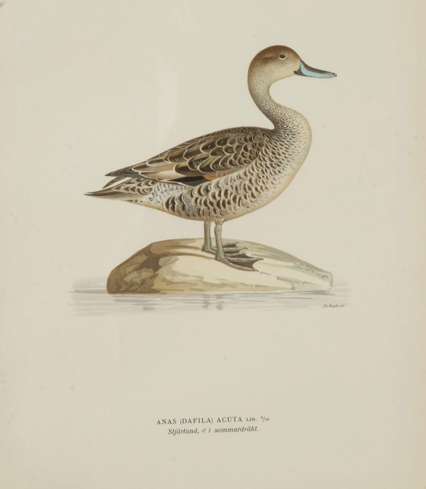 Colección de nueve grabados de patos del siglo XX de Magnus y Wilhelm von Wr en venta 2