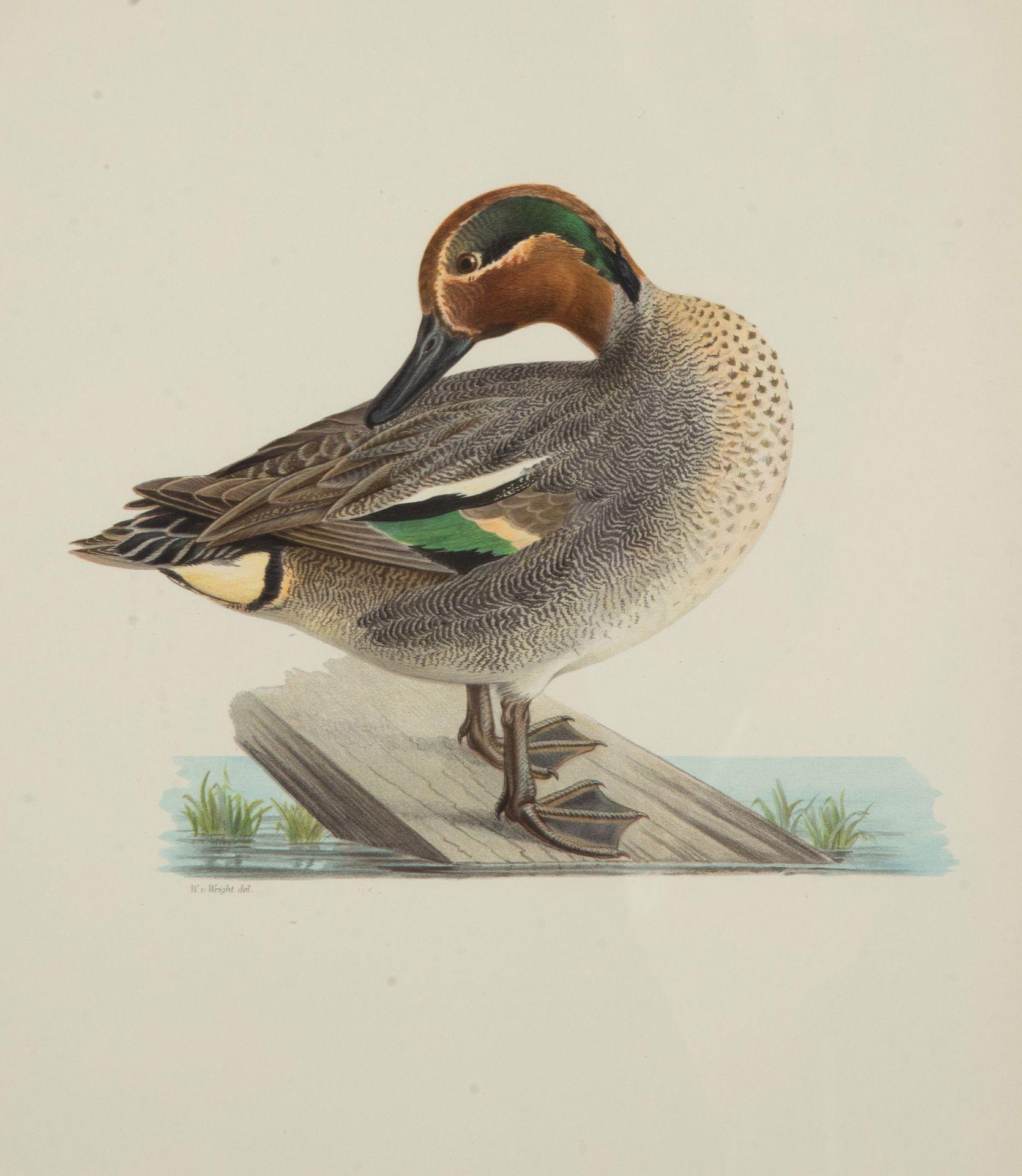 Colección de nueve grabados de patos del siglo XX de Magnus y Wilhelm von Wr en venta 4
