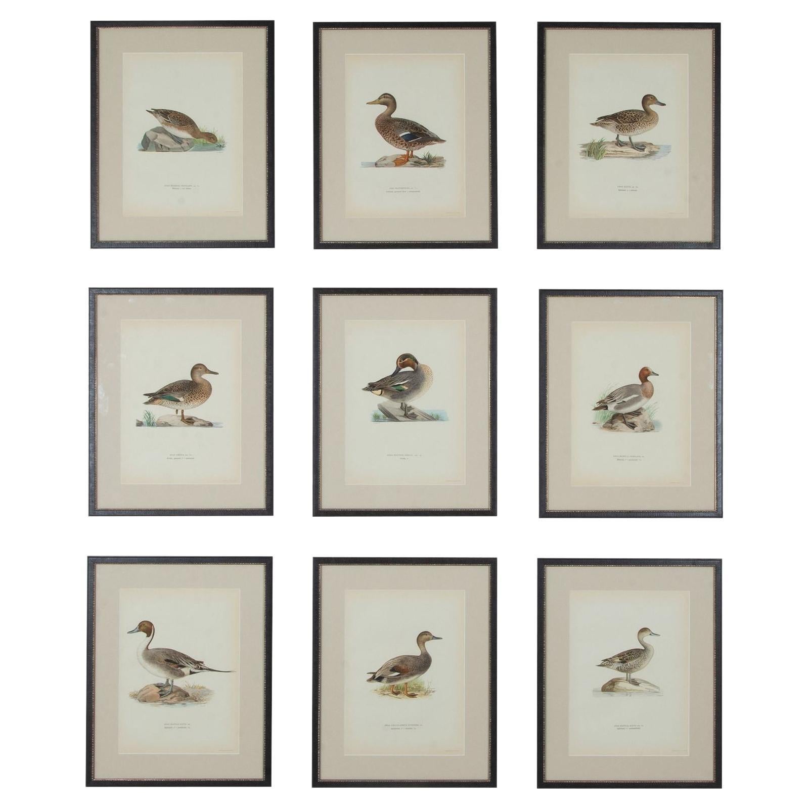 Colección de nueve grabados de patos del siglo XX de Magnus y Wilhelm von Wr en venta