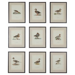 Colección de nueve grabados de patos del siglo XX de Magnus y Wilhelm von Wr