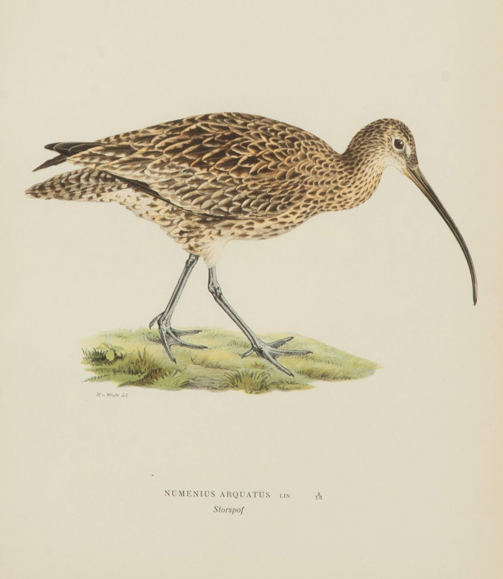 Colección de nueve grabados suecos del siglo XX de aves acuáticas.
Las aves acuáticas Von Wright son obra de los artistas finlandeses Magnus von Wright (1805 - 1868) y Wilhelm von Wright (1810 - 1887), muy conocidos en el siglo XIX como artistas y