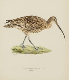 Collection of Nine 20th Century Engravings of Water Birds by Magnus and Wilhelm