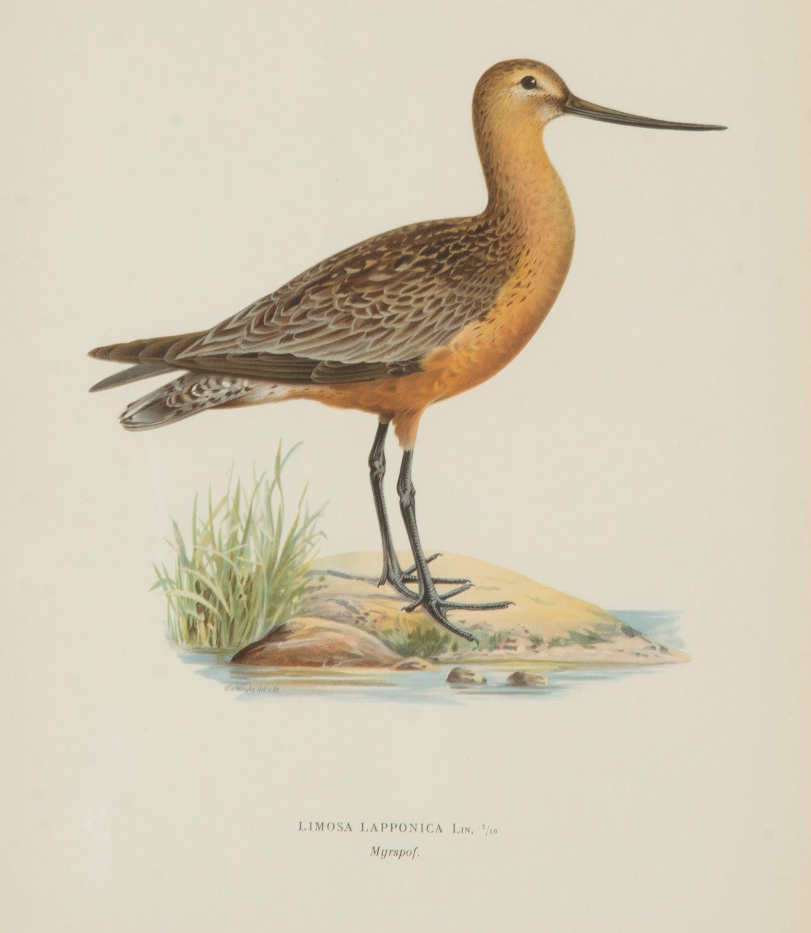 Colección de nueve grabados del siglo XX de aves acuáticas de Magnus y Wilhelm Sueco en venta