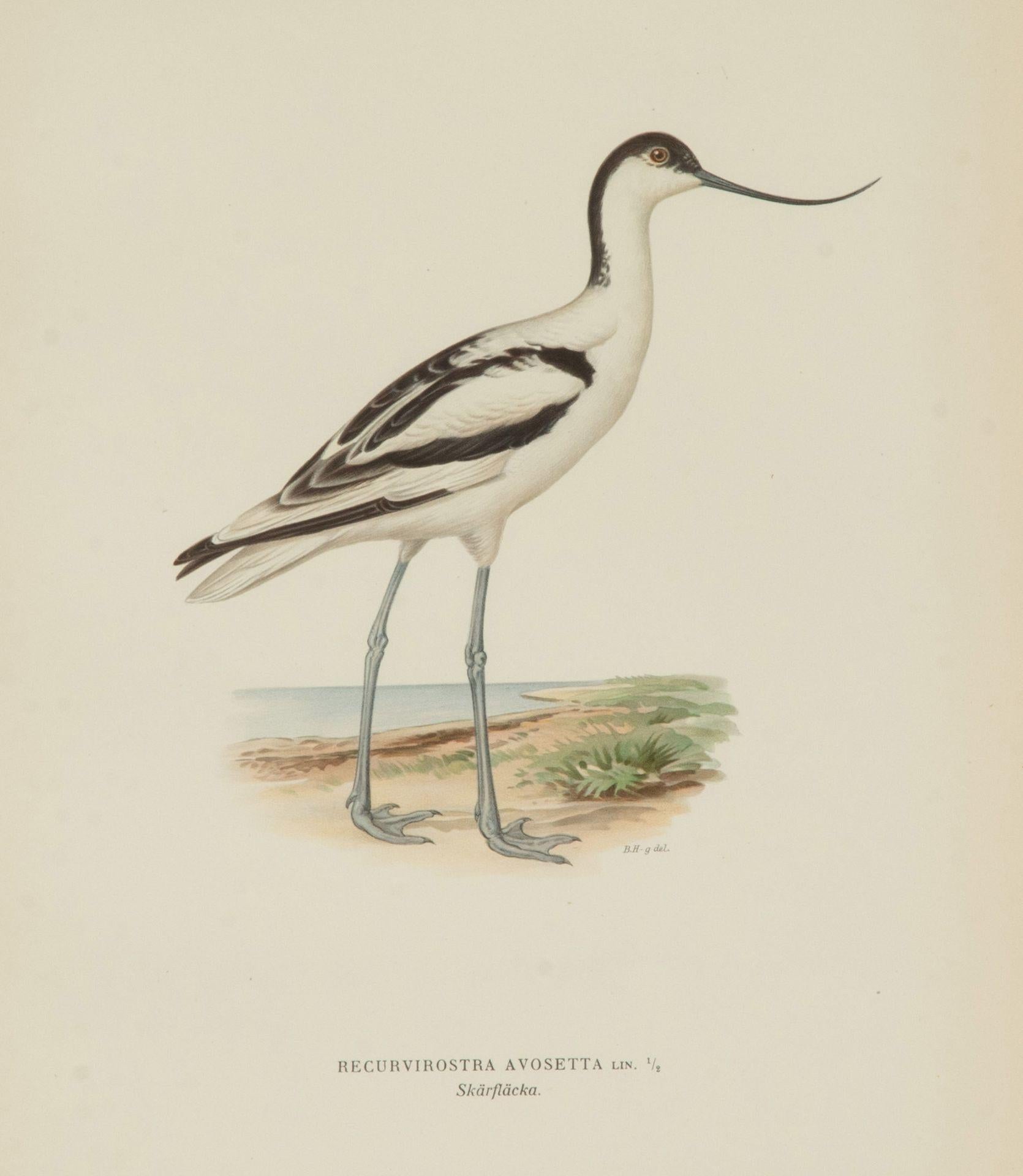 Colección de nueve grabados del siglo XX de aves acuáticas de Magnus y Wilhelm en Bueno estado para la venta en Tetbury, Gloucestershire