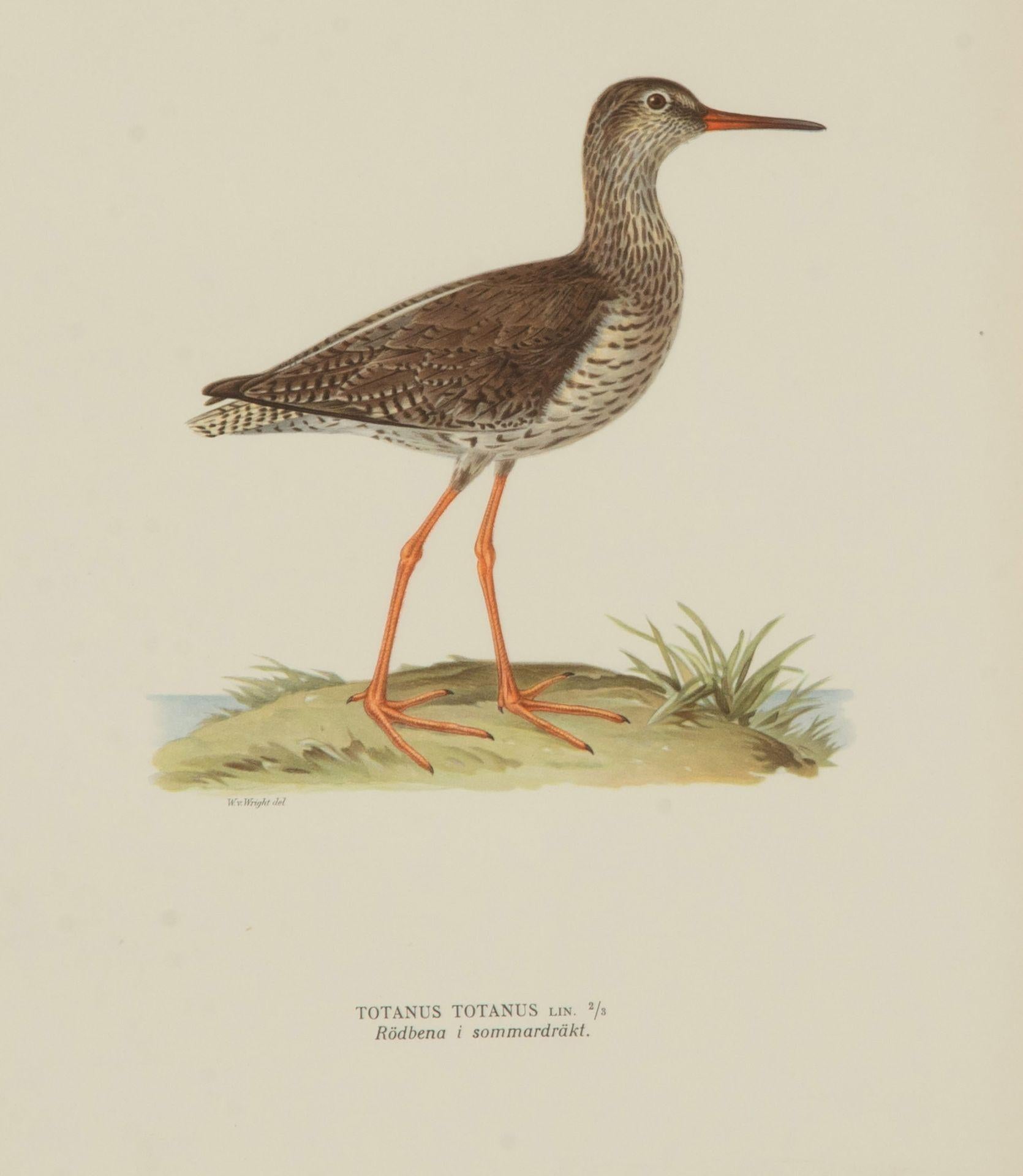 Colección de nueve grabados del siglo XX de aves acuáticas de Magnus y Wilhelm Papel en venta