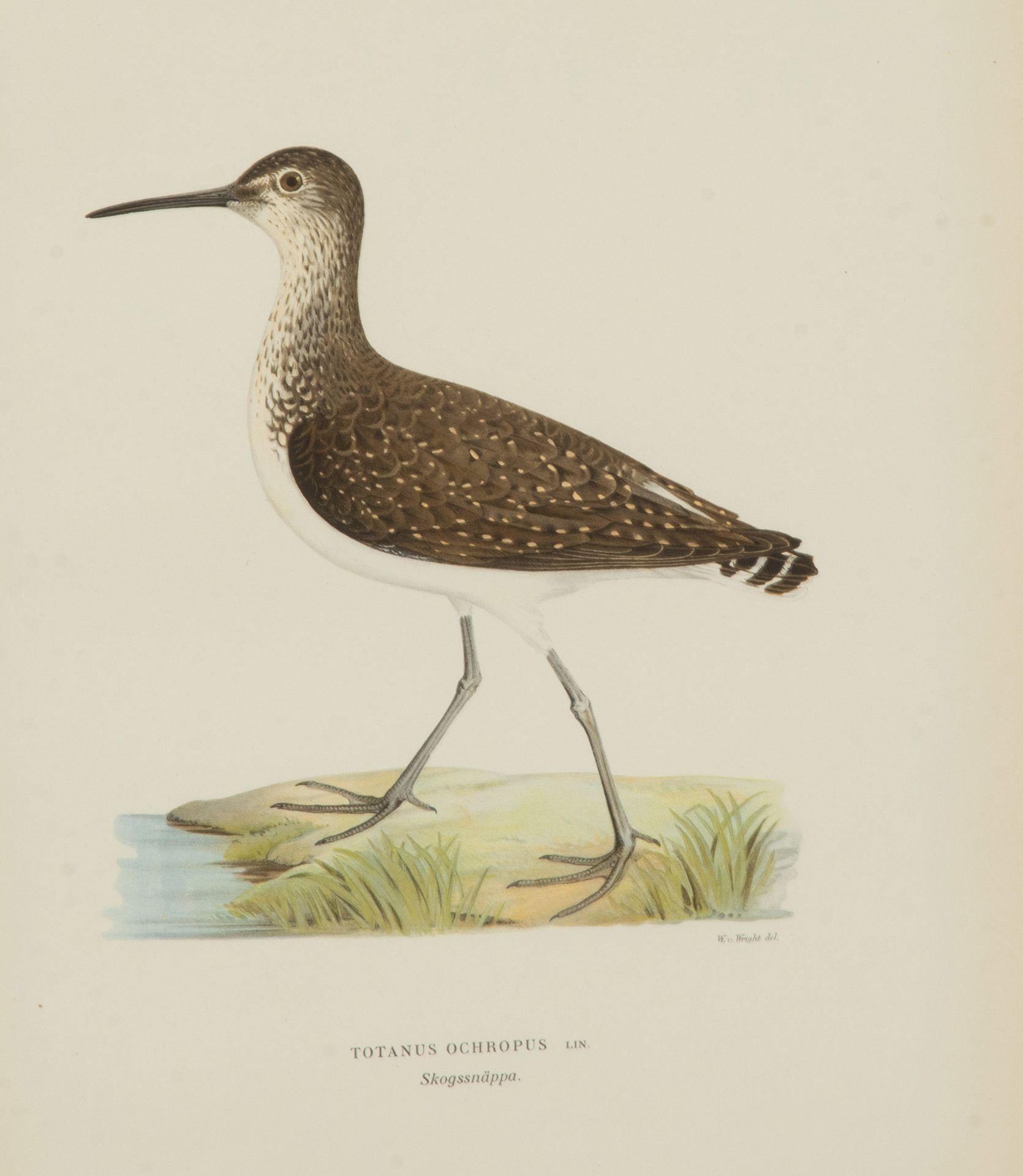 Colección de nueve grabados del siglo XX de aves acuáticas de Magnus y Wilhelm en venta 1