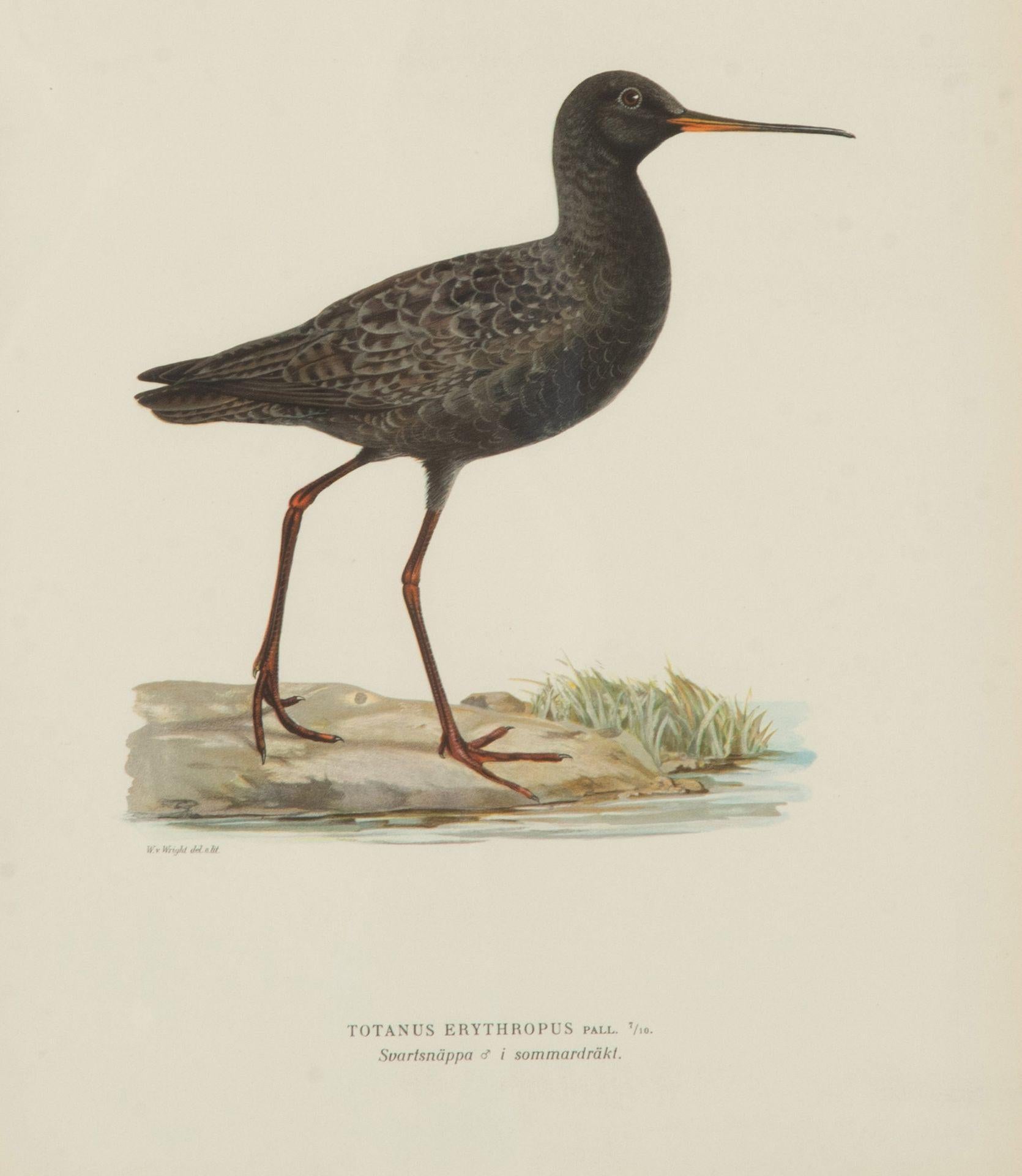 Colección de nueve grabados del siglo XX de aves acuáticas de Magnus y Wilhelm en venta 2