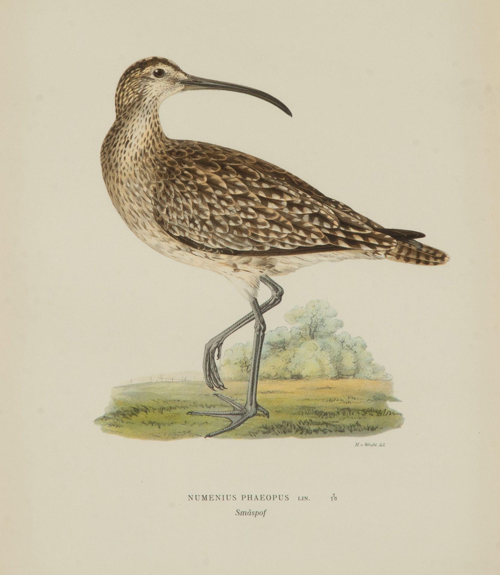 Colección de nueve grabados del siglo XX de aves acuáticas de Magnus y Wilhelm en venta 3