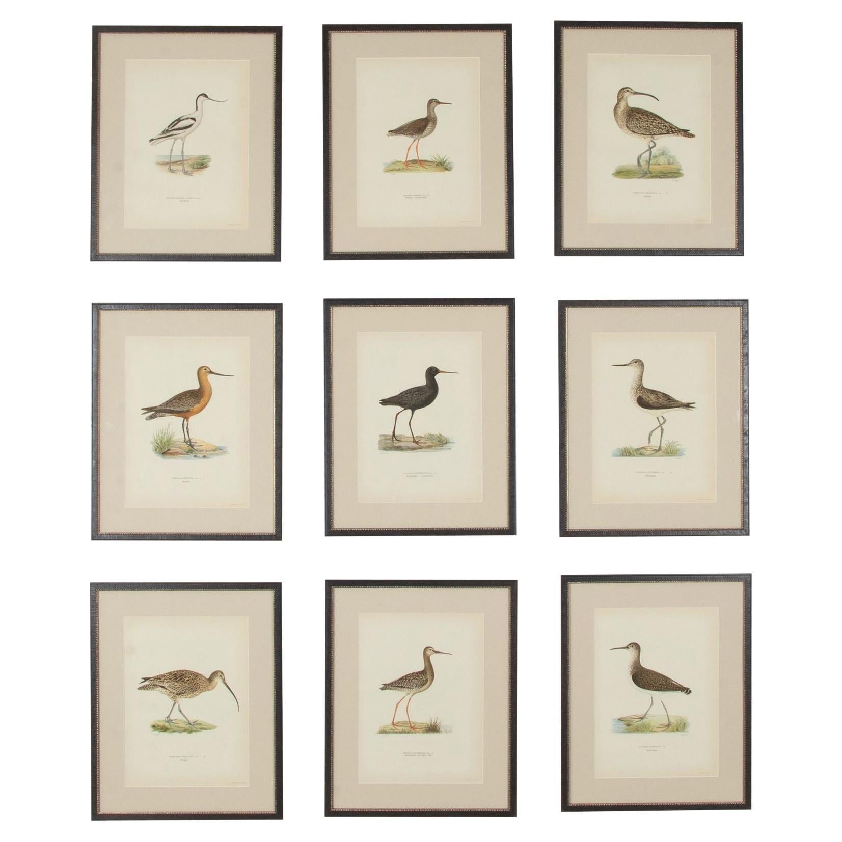 Colección de nueve grabados del siglo XX de aves acuáticas de Magnus y Wilhelm