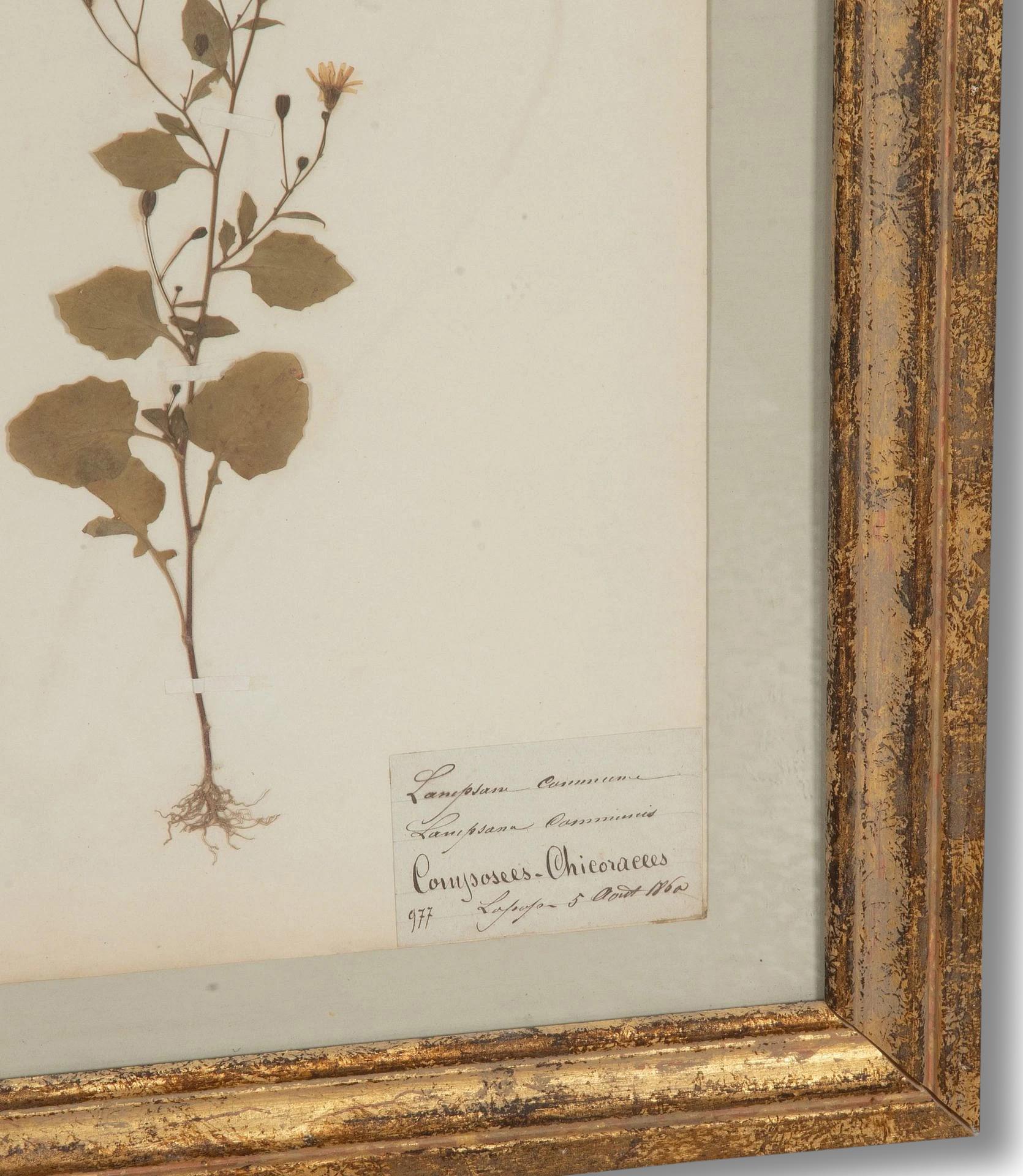 Collection of Nine 20th Century Framed Herbarium Studies (20. Jahrhundert) im Angebot