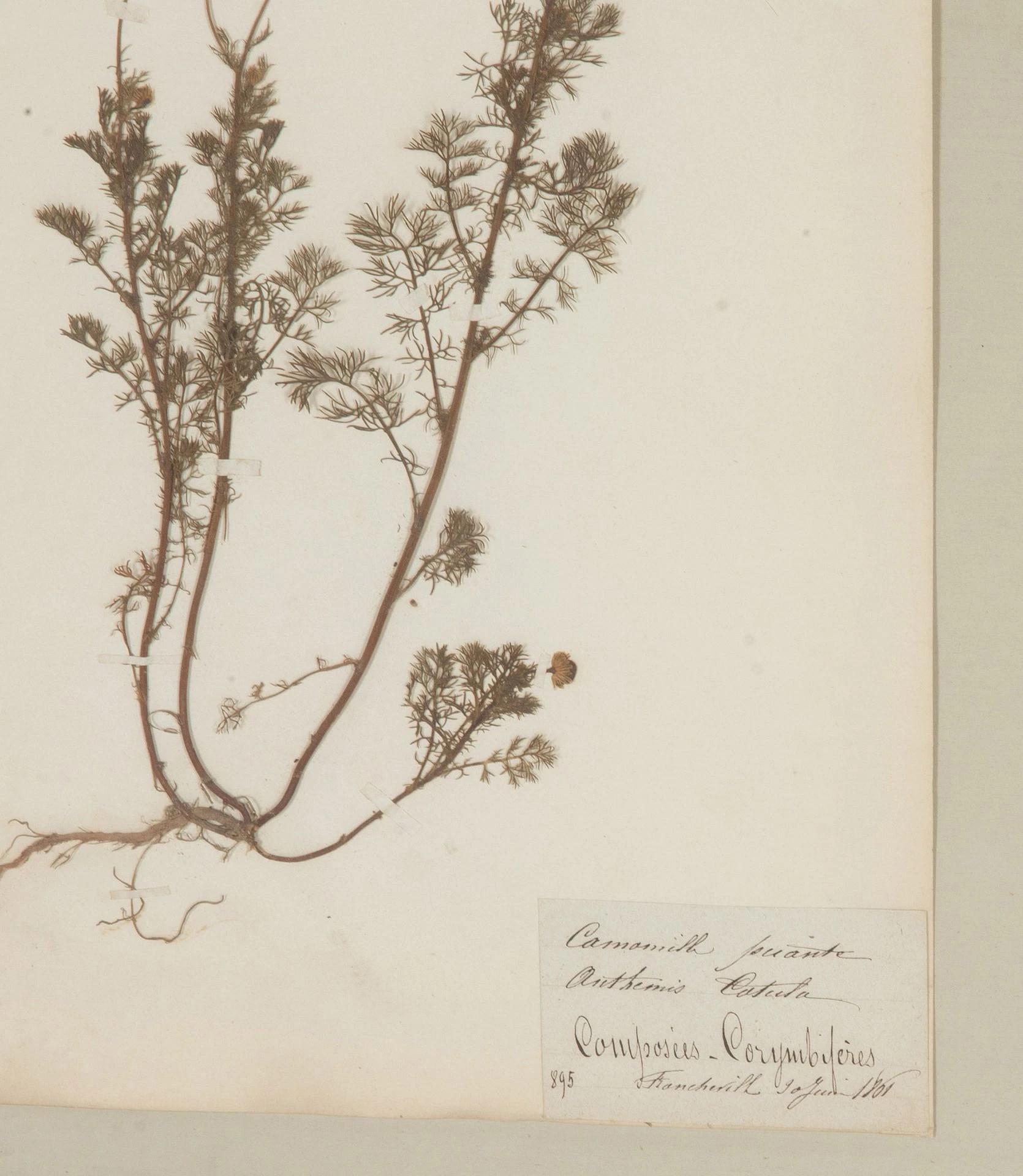 Collection of Nine 20th Century Framed Herbarium Studies (Holz) im Angebot