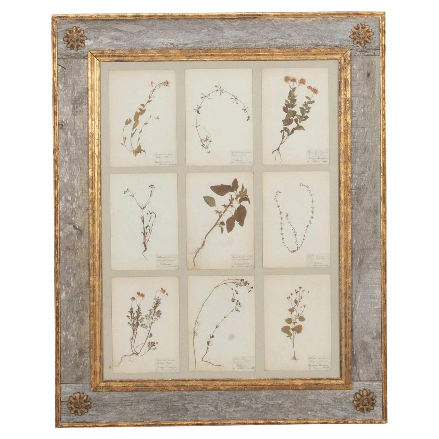 Collection of Nine 20th Century Framed Herbarium Studies im Angebot