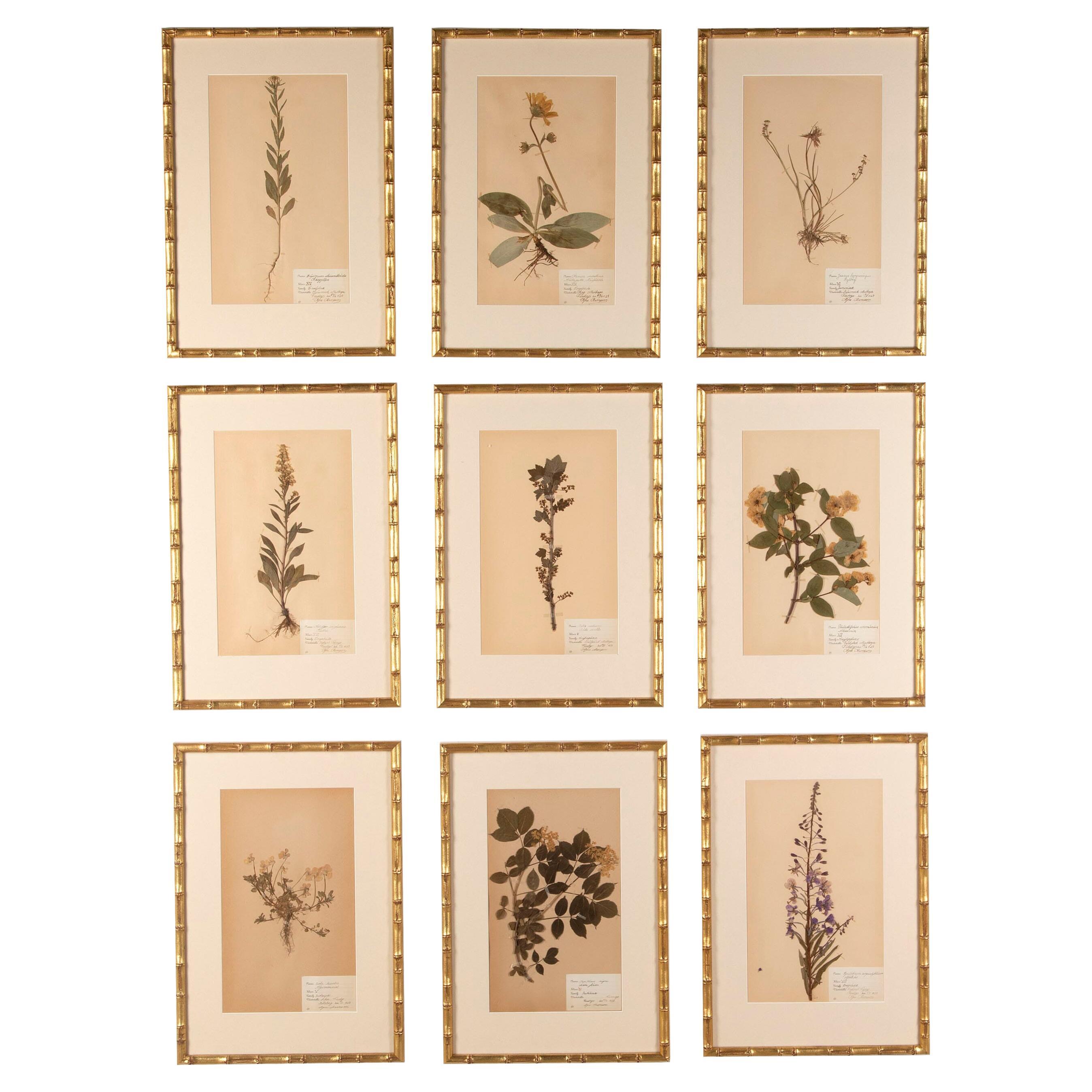 Set of 12 Framed Botanical Etchings, 18th Century at 1stDibs