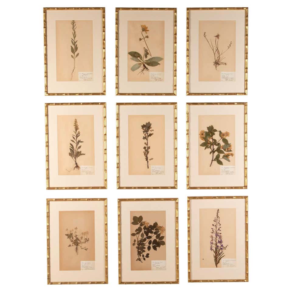 Set of 12 Framed Botanical Etchings, 18th Century at 1stDibs