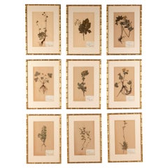 Collection of Nine 20th Century Swedish Herbariums