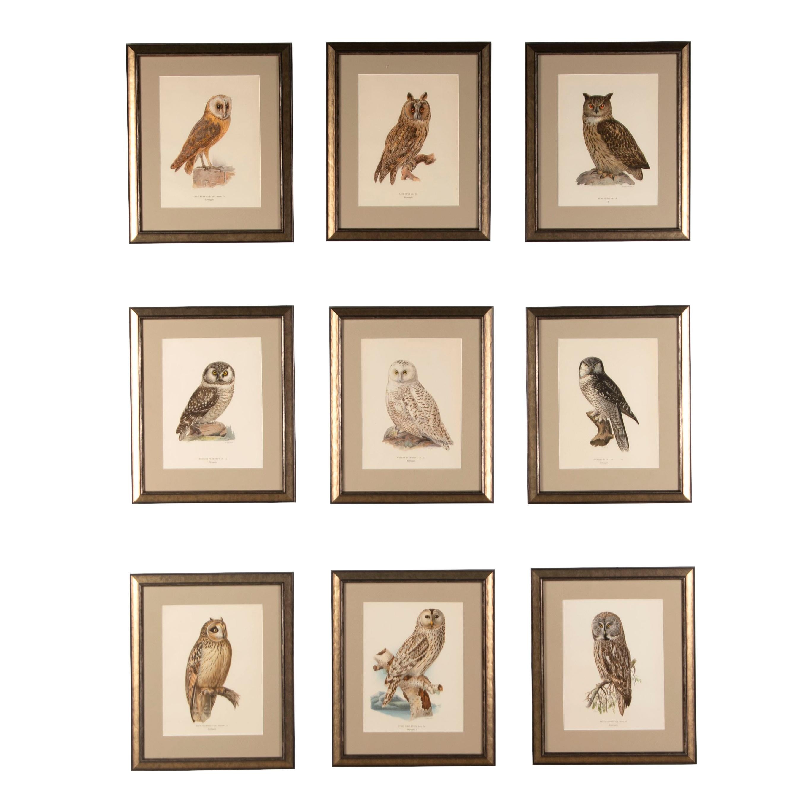 Collection of Swedish owls by the Finnish artist Magnus von Wright and Wihelm von Wright who were well-known artist and ornithologists.They captured details and colours not previously seen .These colourful chromolithographs were produced around 1920